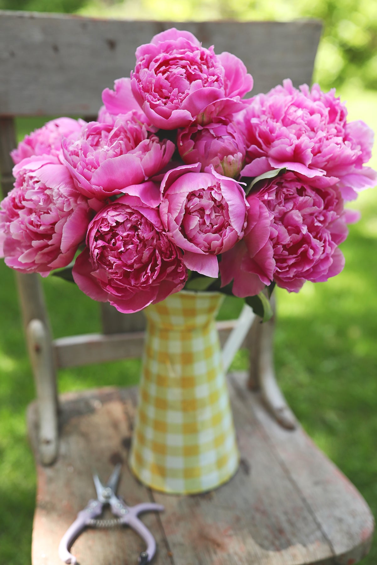 Peony Monsieur Jules Elie