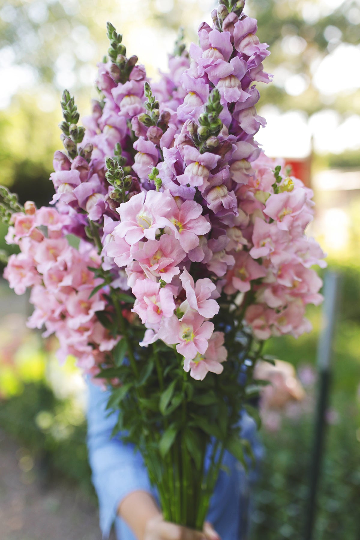 Snapdragon Potomac Lavender