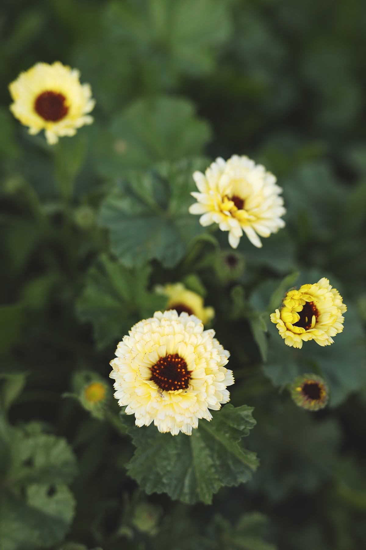 Calendula Ivory Princess