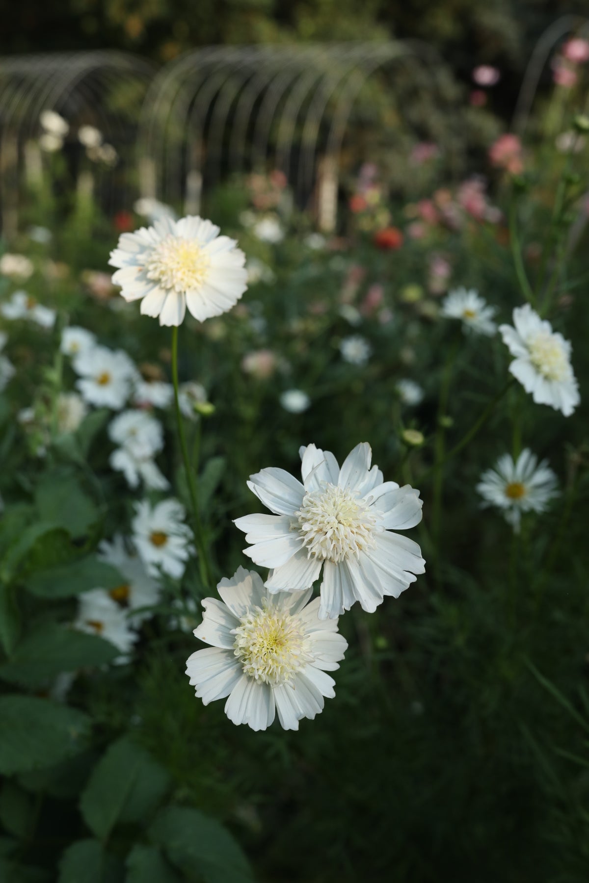 Cosmos White Popsocks