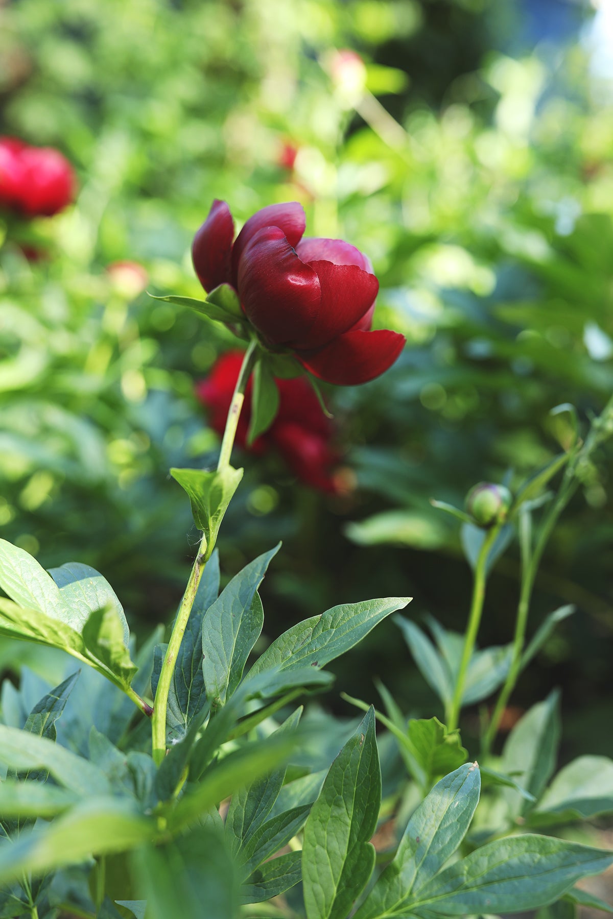 Peony Buckeye Belle