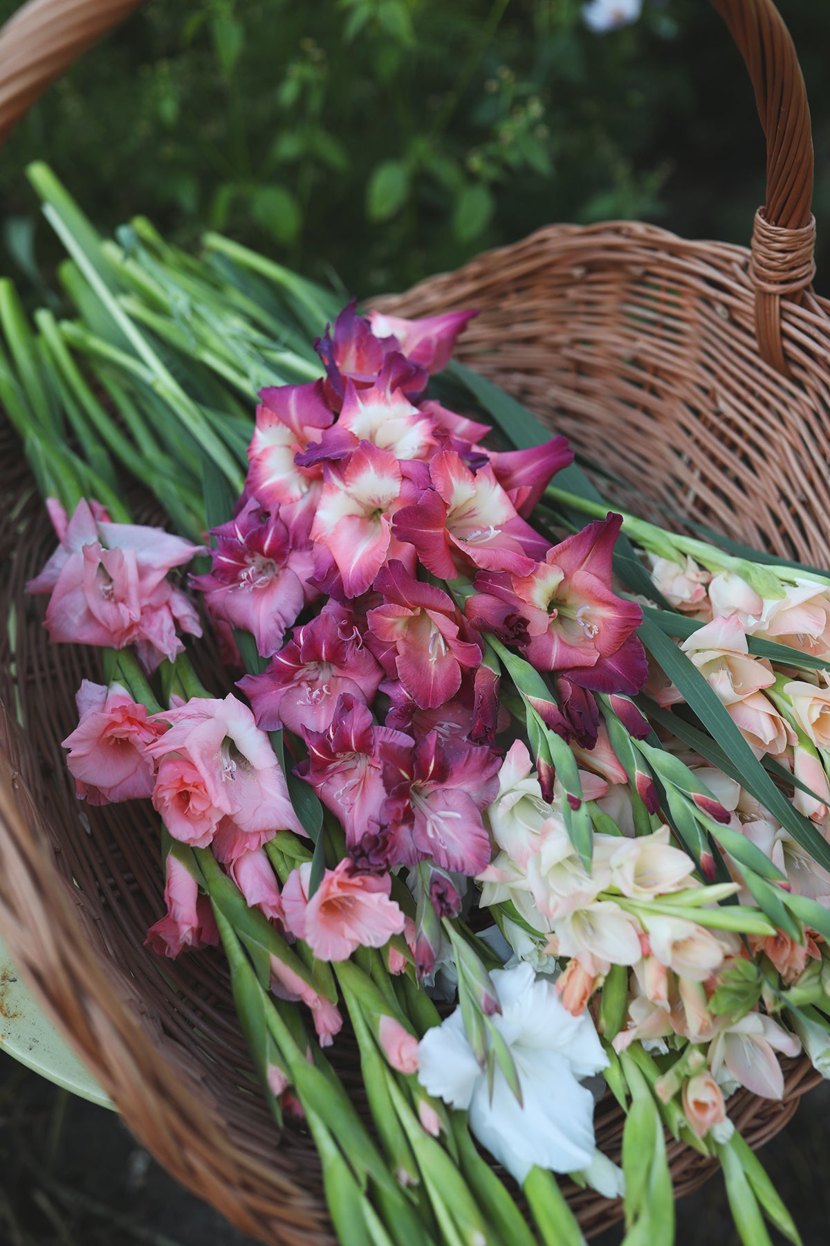 Gladiolus Guinea