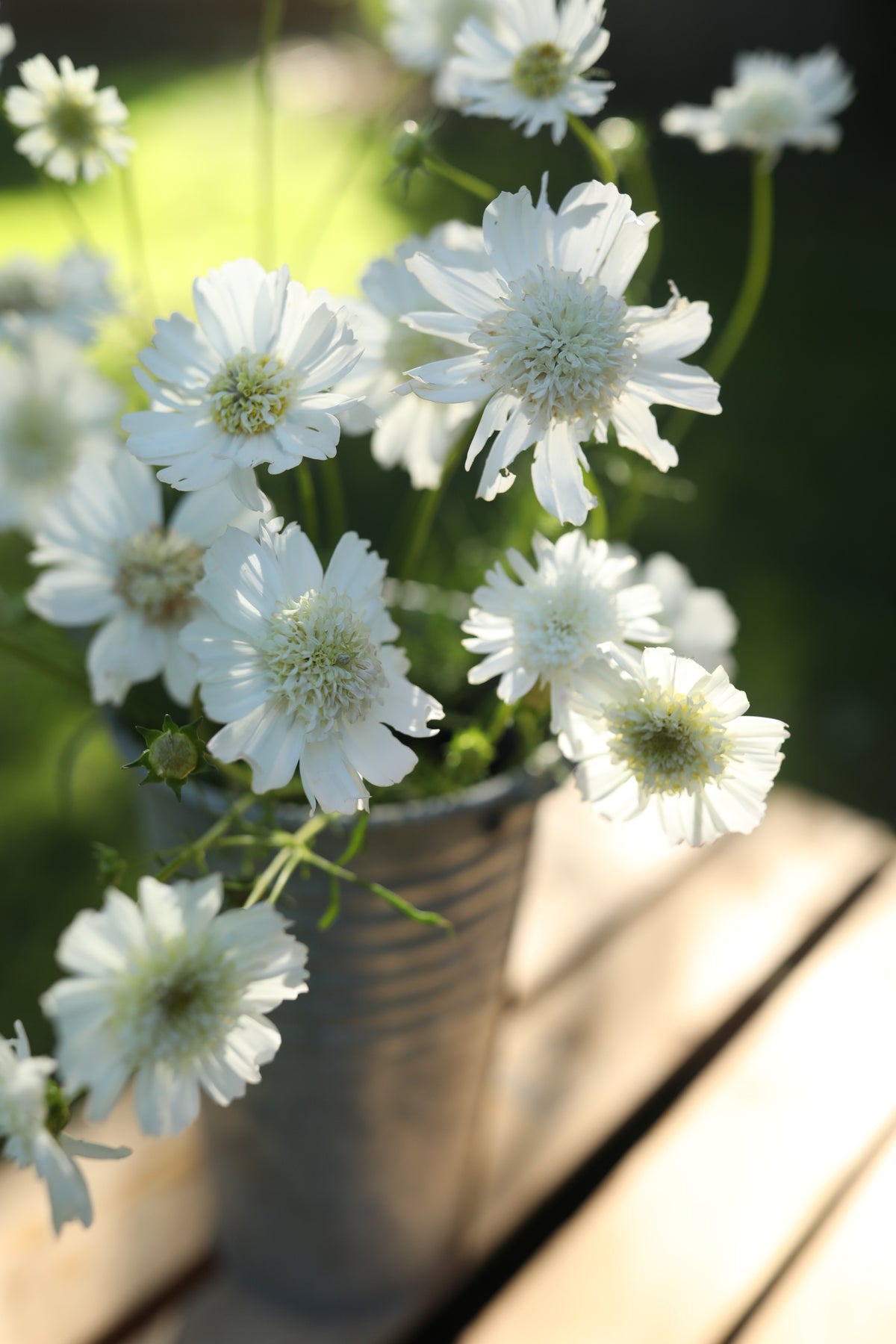 Cosmos White Popsocks