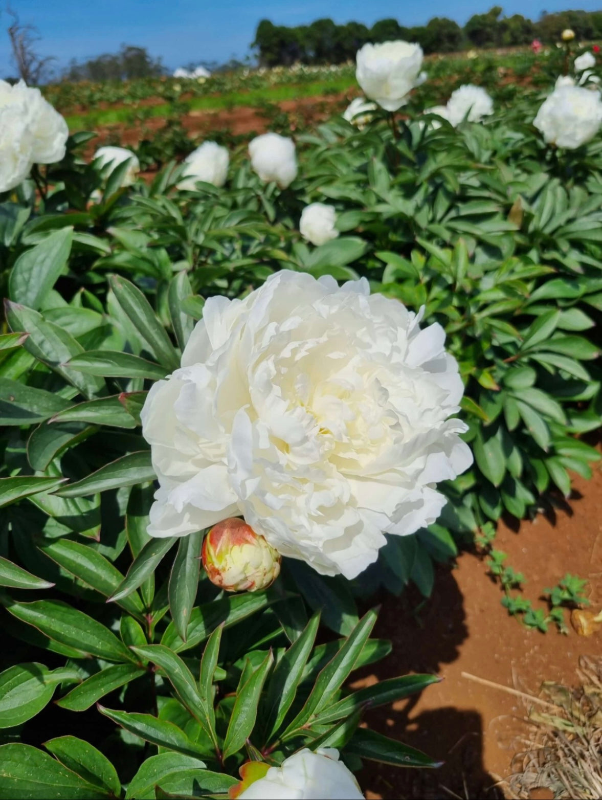 Peony White Sarah Bernhardt