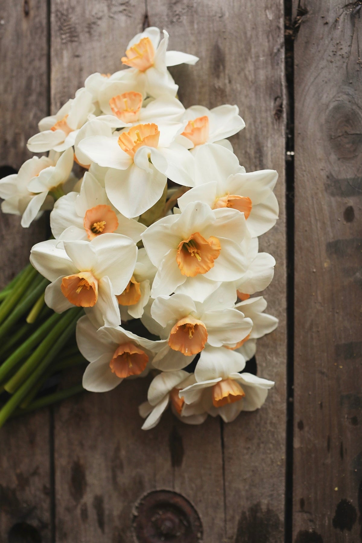 Narcissus Sophie Girl