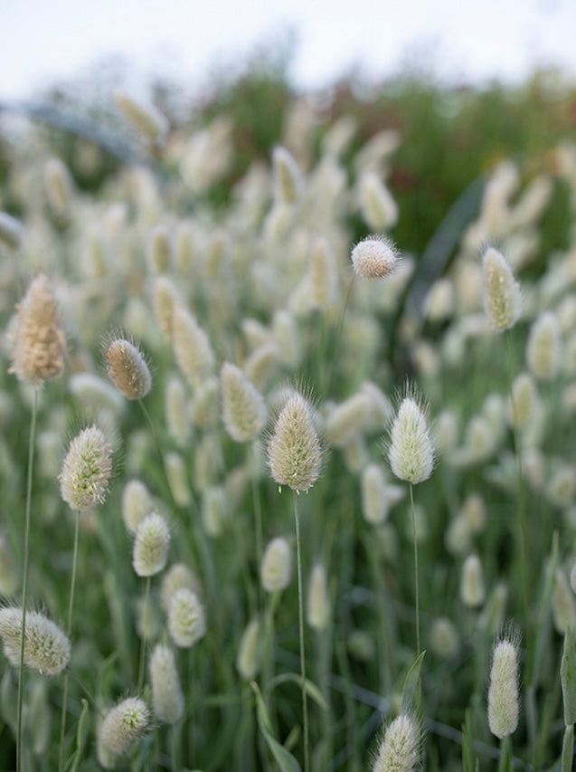 Ornamental Grass Bunny Tails