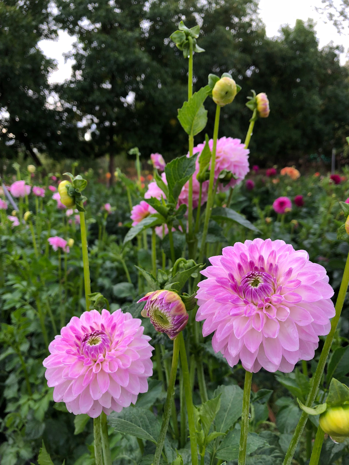 Dahlia Willowfield Mathew