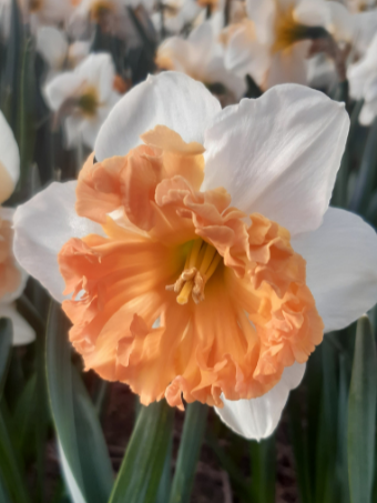 Narcissus Hungarian Rhapsody