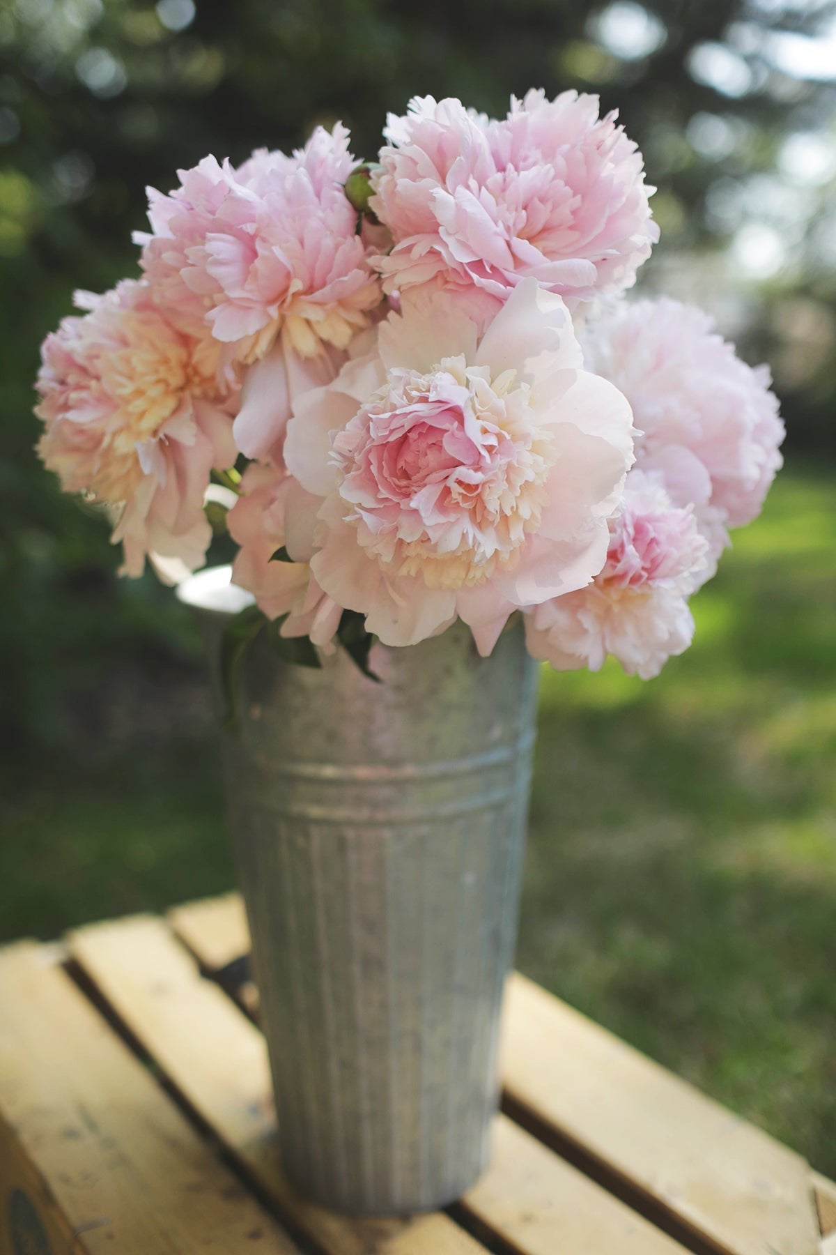 Peony Raspberry Sundae