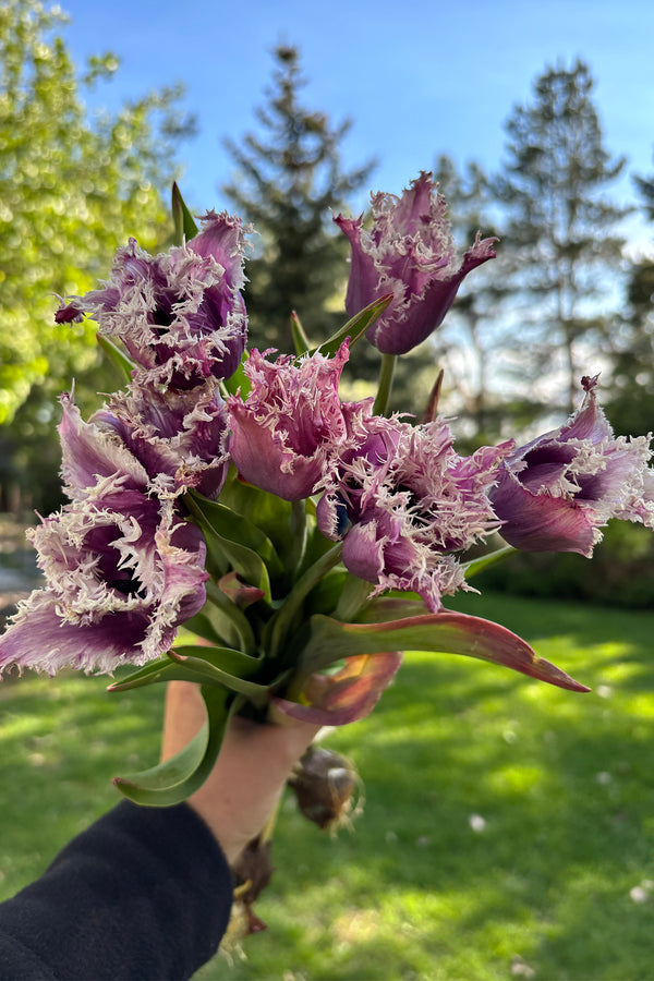 Tulip Crunchy Cummins - Whistling Prairie Flowers