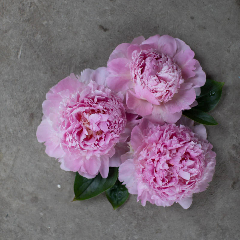 Peony Angel Cheeks