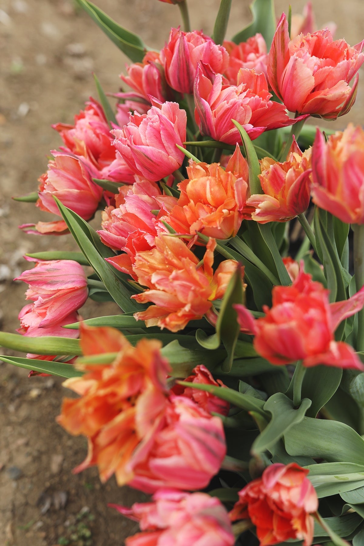 Tulip Royal Centennial Wholesale