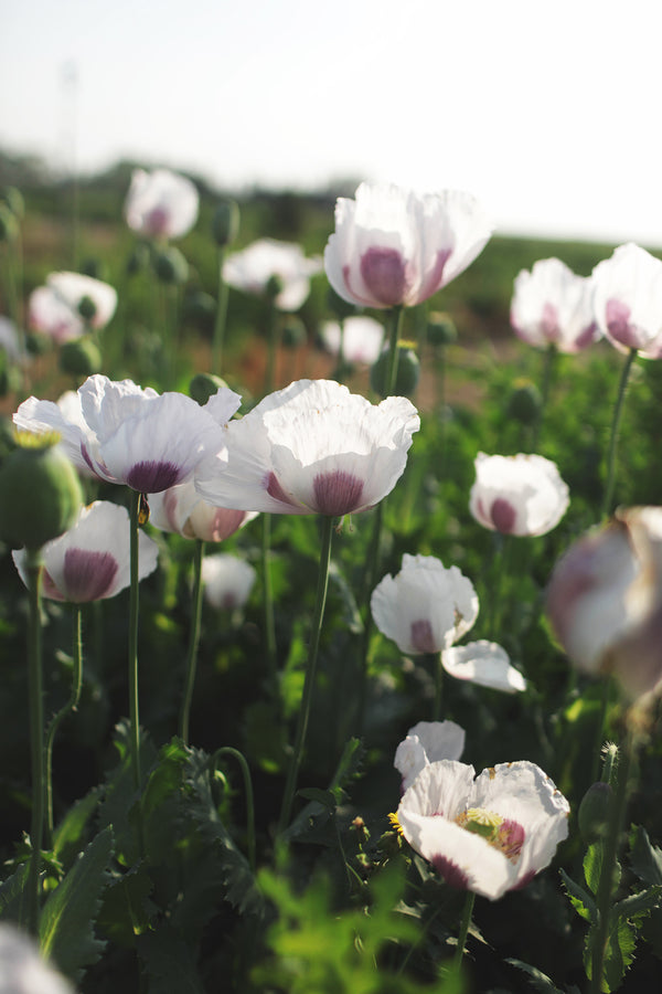 Breadseed Poppy Giant Rattle - Whistling Prairie Flowers