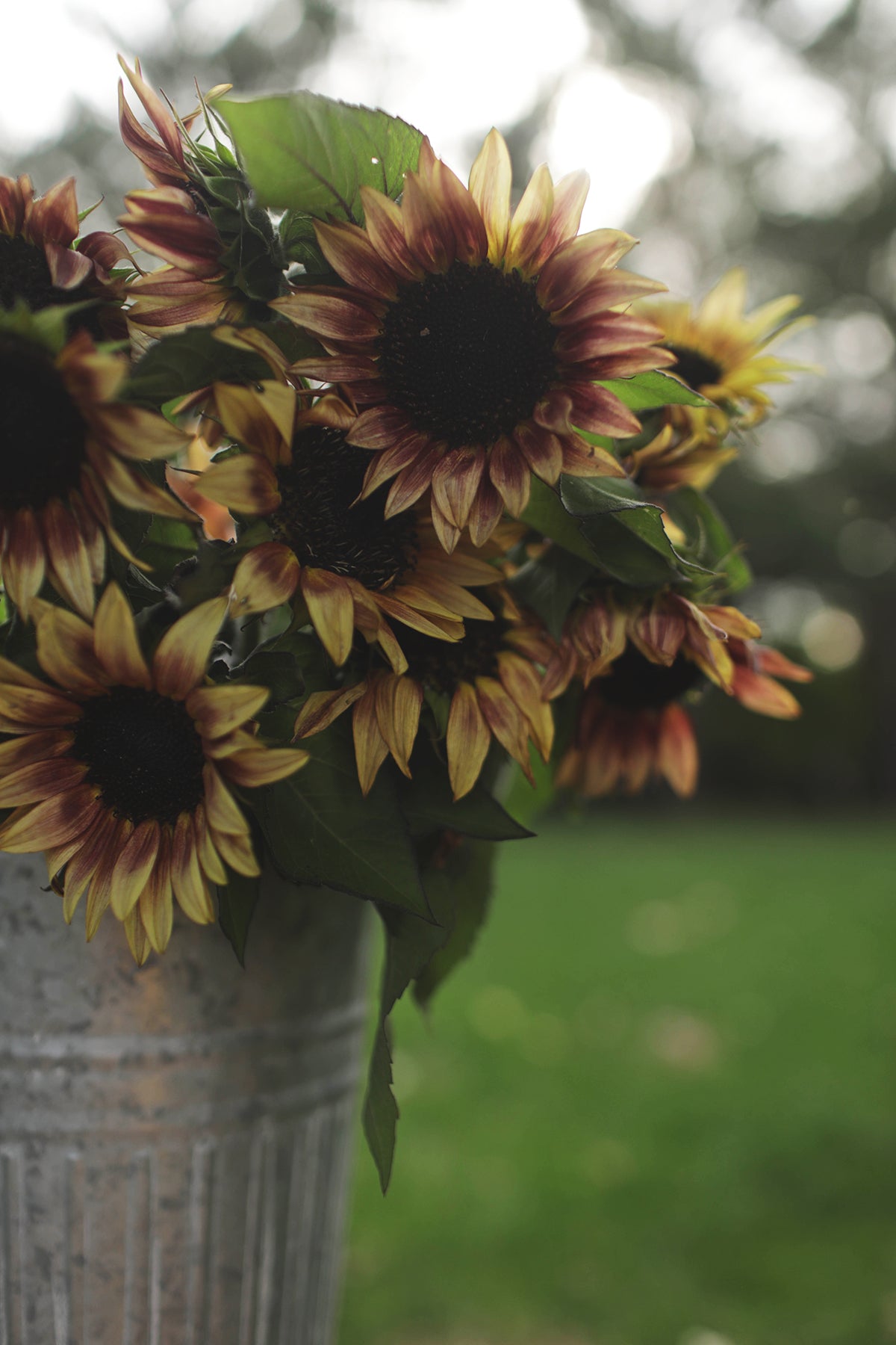 Sunflower ProCut Plum