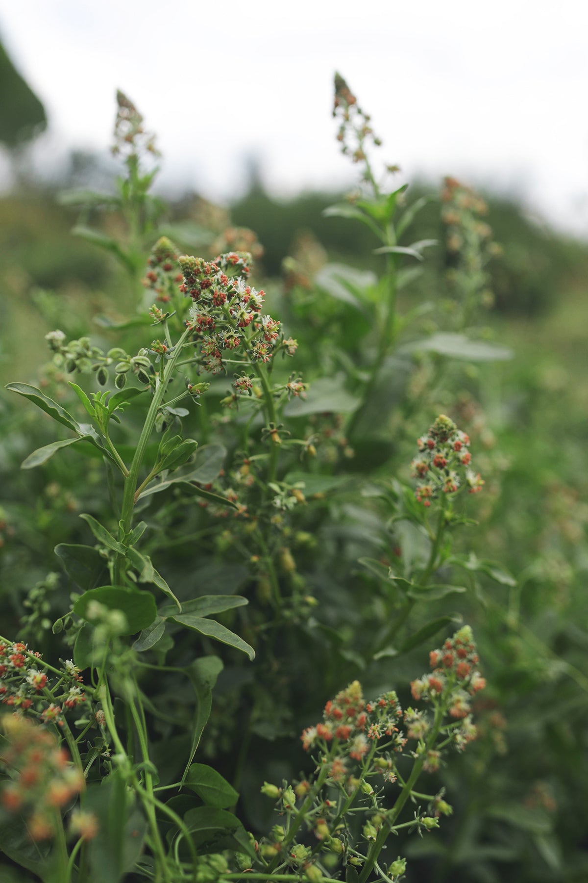 mignonette flower seeds Mignonette Garden Mignonette