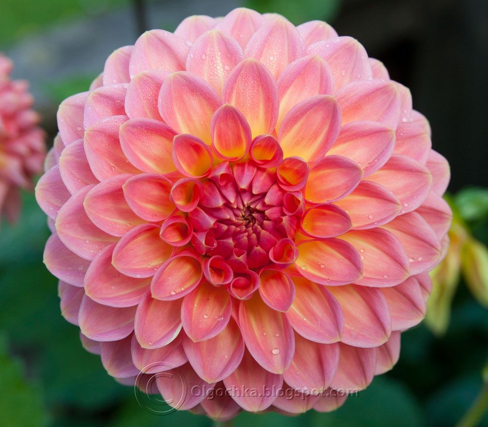 Dahlia Hillcrest Suffusion