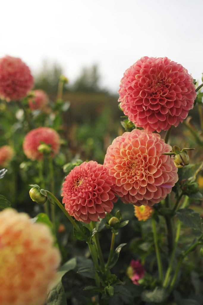 Dahlia Snoho Doris | Whistling Prairie Flowers Canada Dahlia Tubers