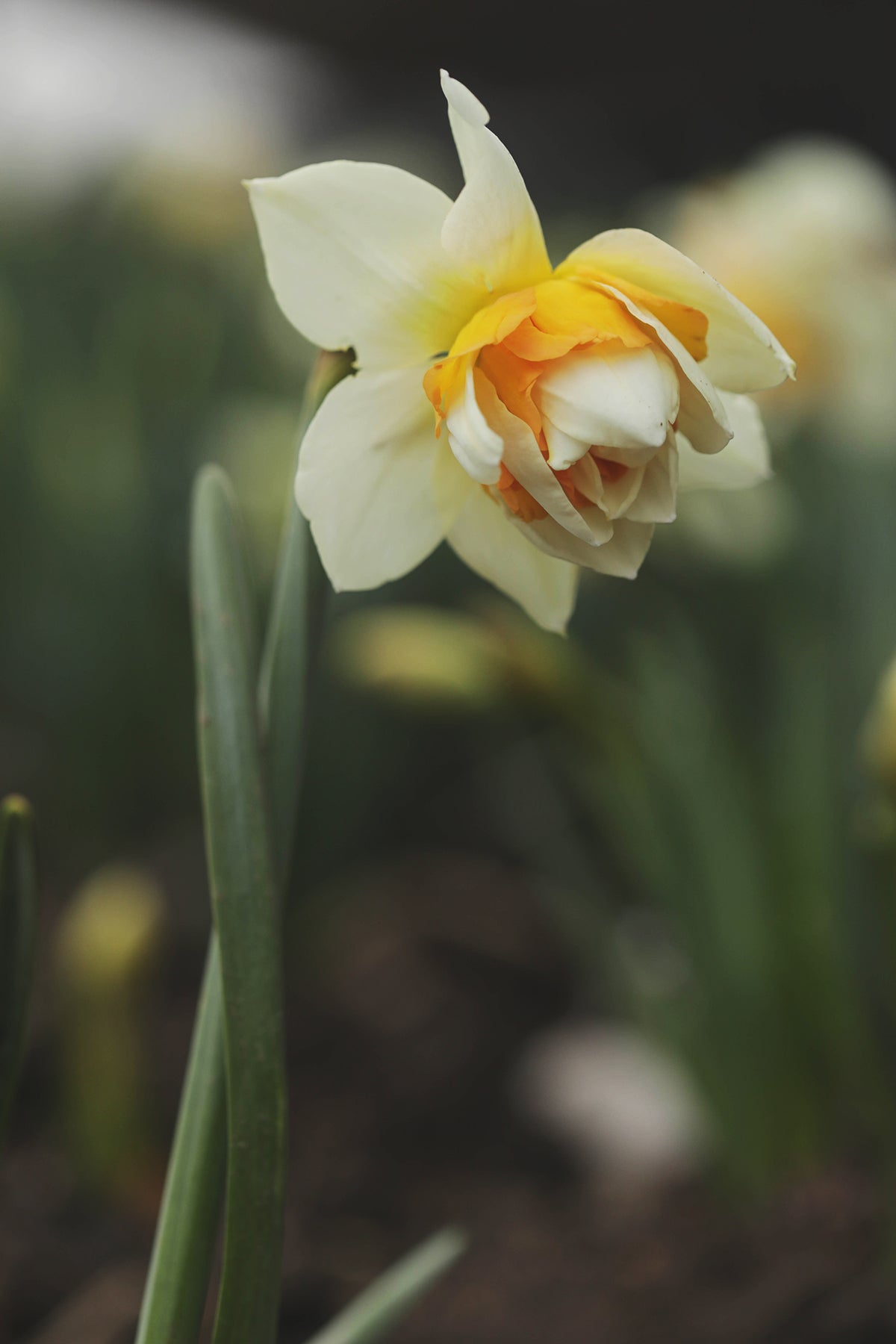 Narcissus Delnashaugh
