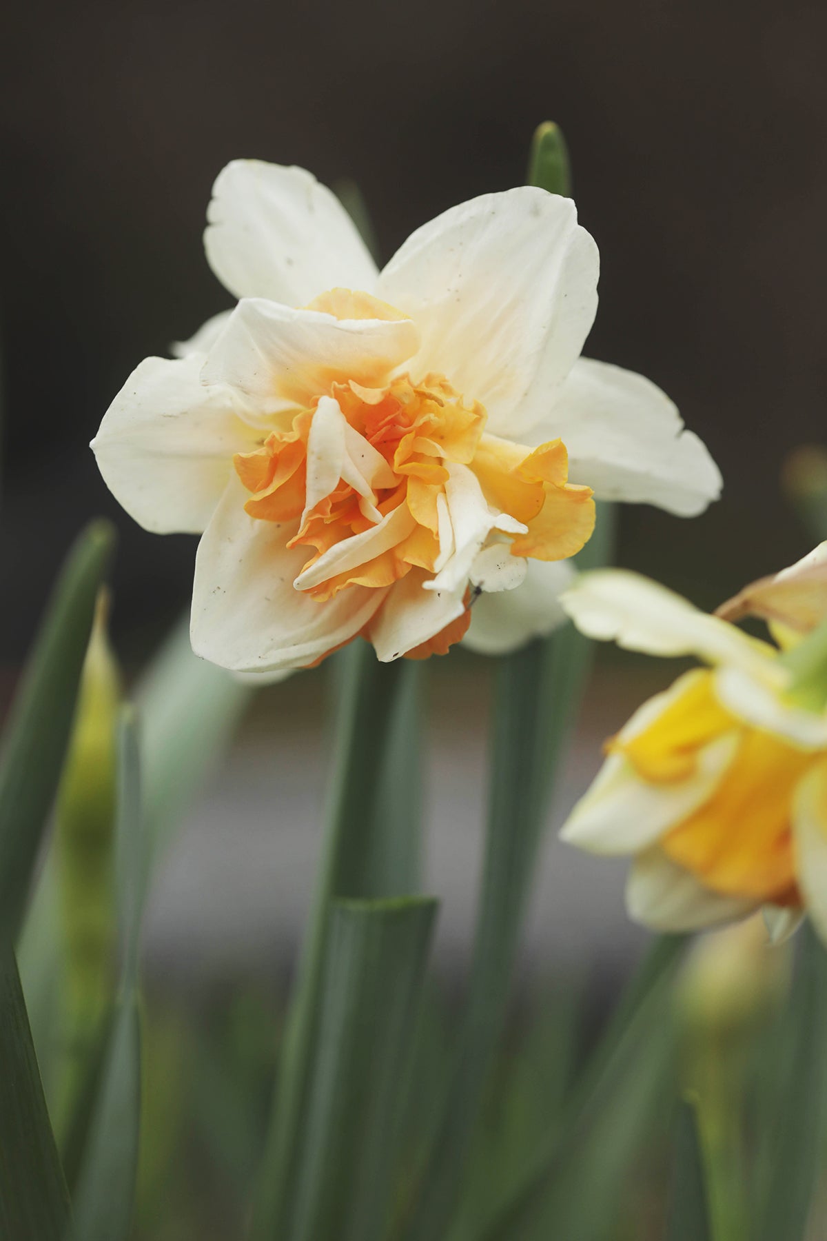 Narcissus Delnashaugh