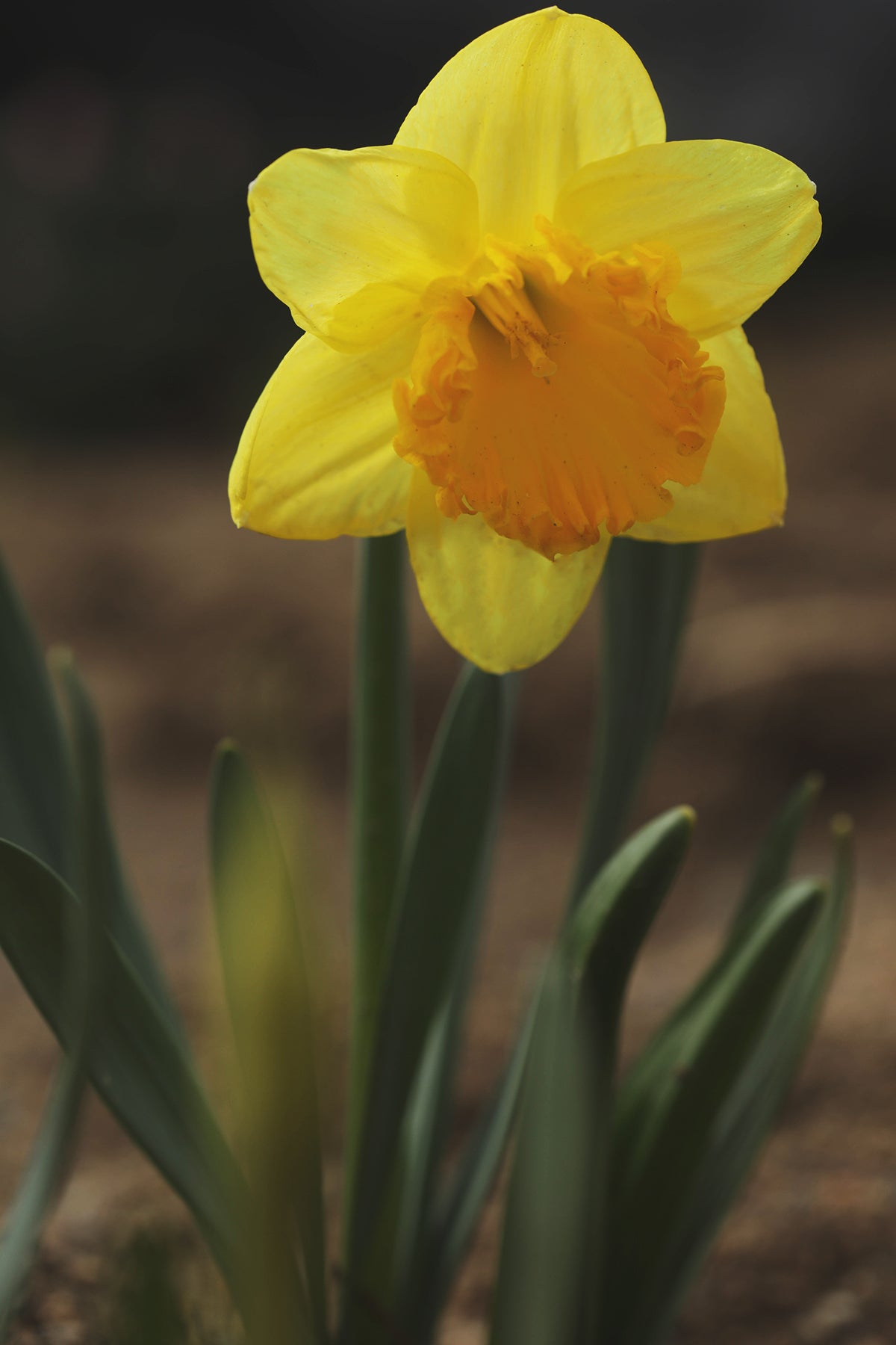 Narcissus Ferris Wheel