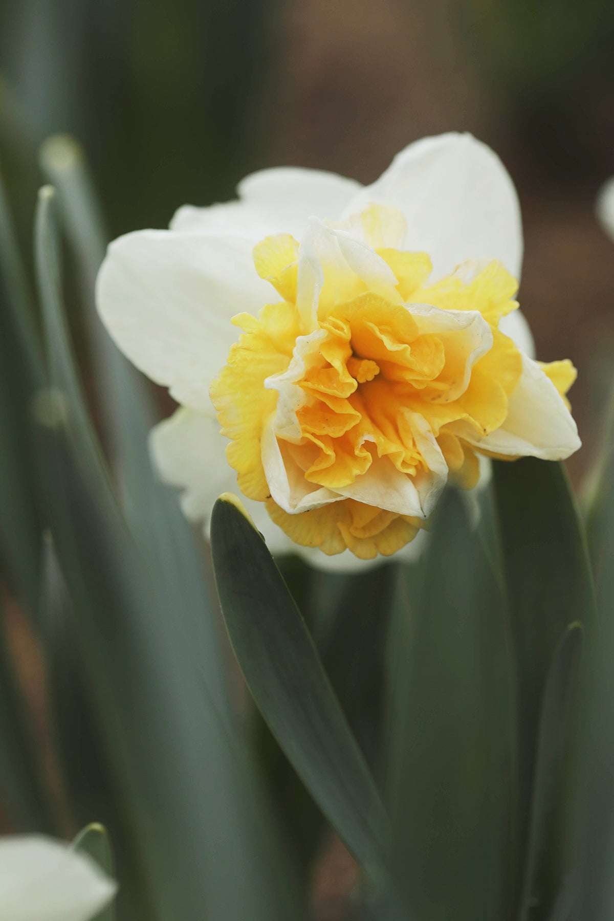 Narcissus Golden Pearl