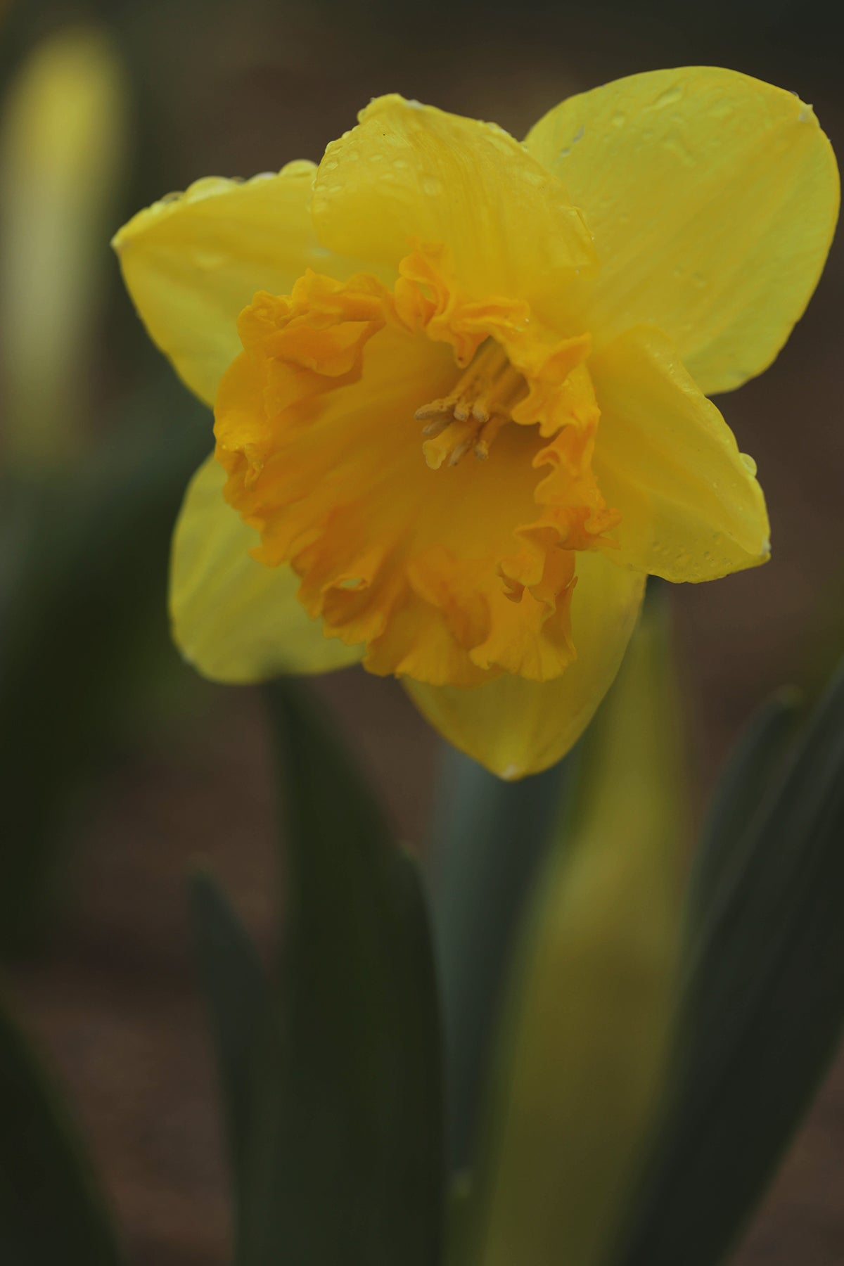 Narcissus Ferris Wheel