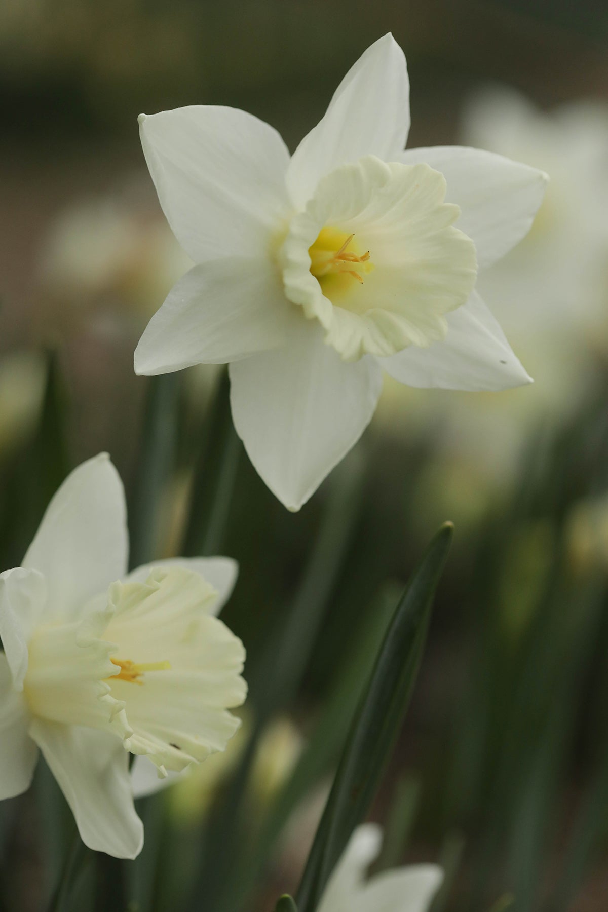 Narcissus Mount Hood