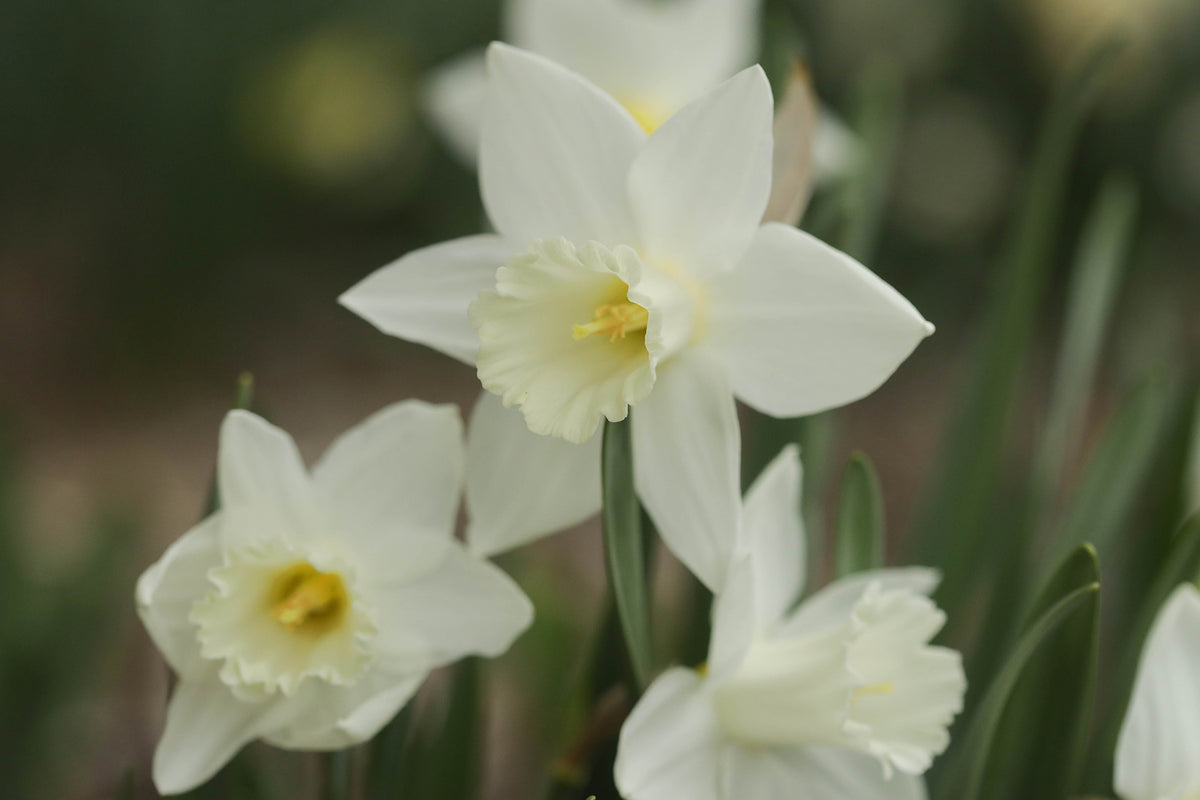 Narcissus Mount Hood
