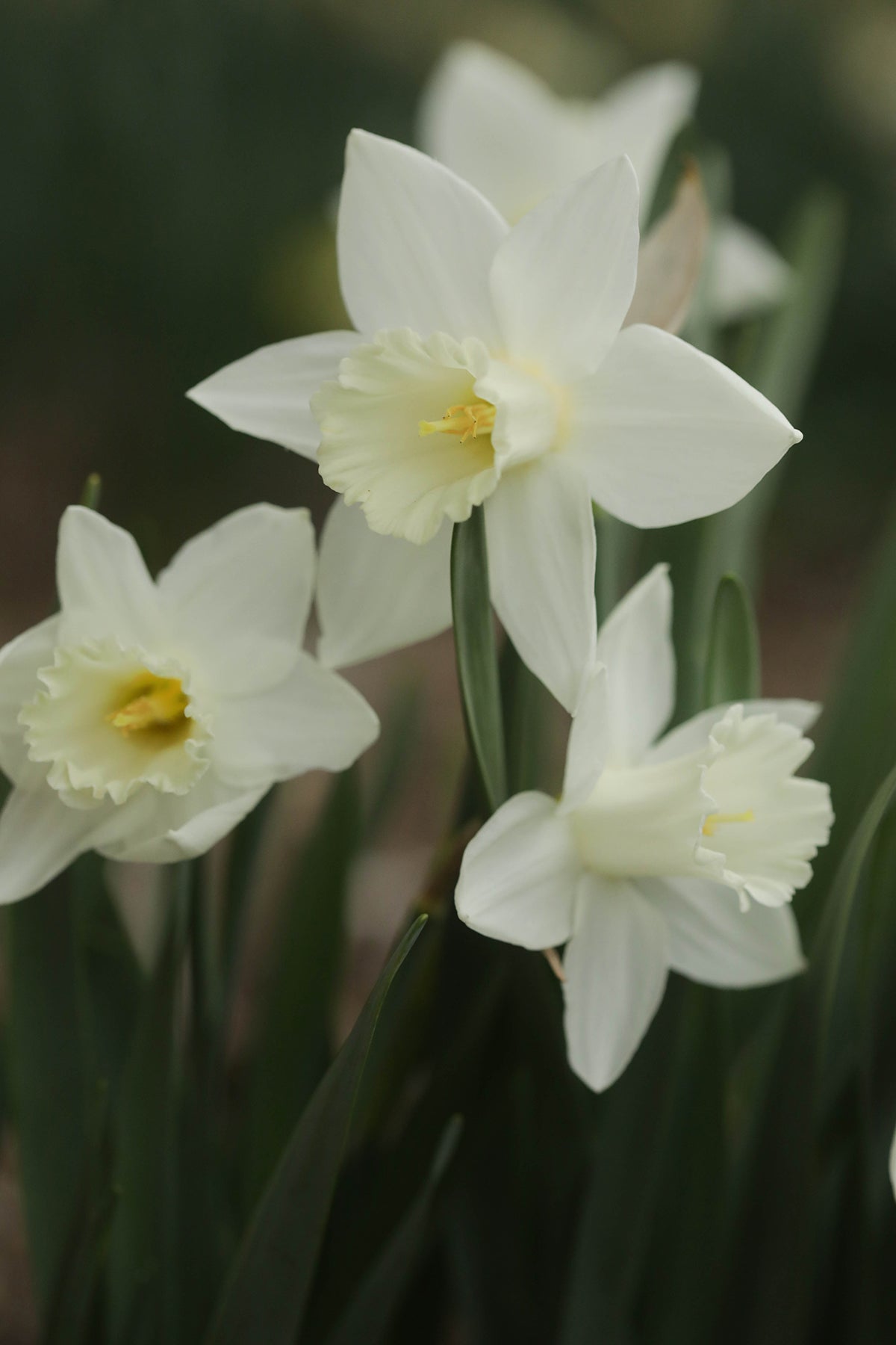 Narcissus Mount Hood