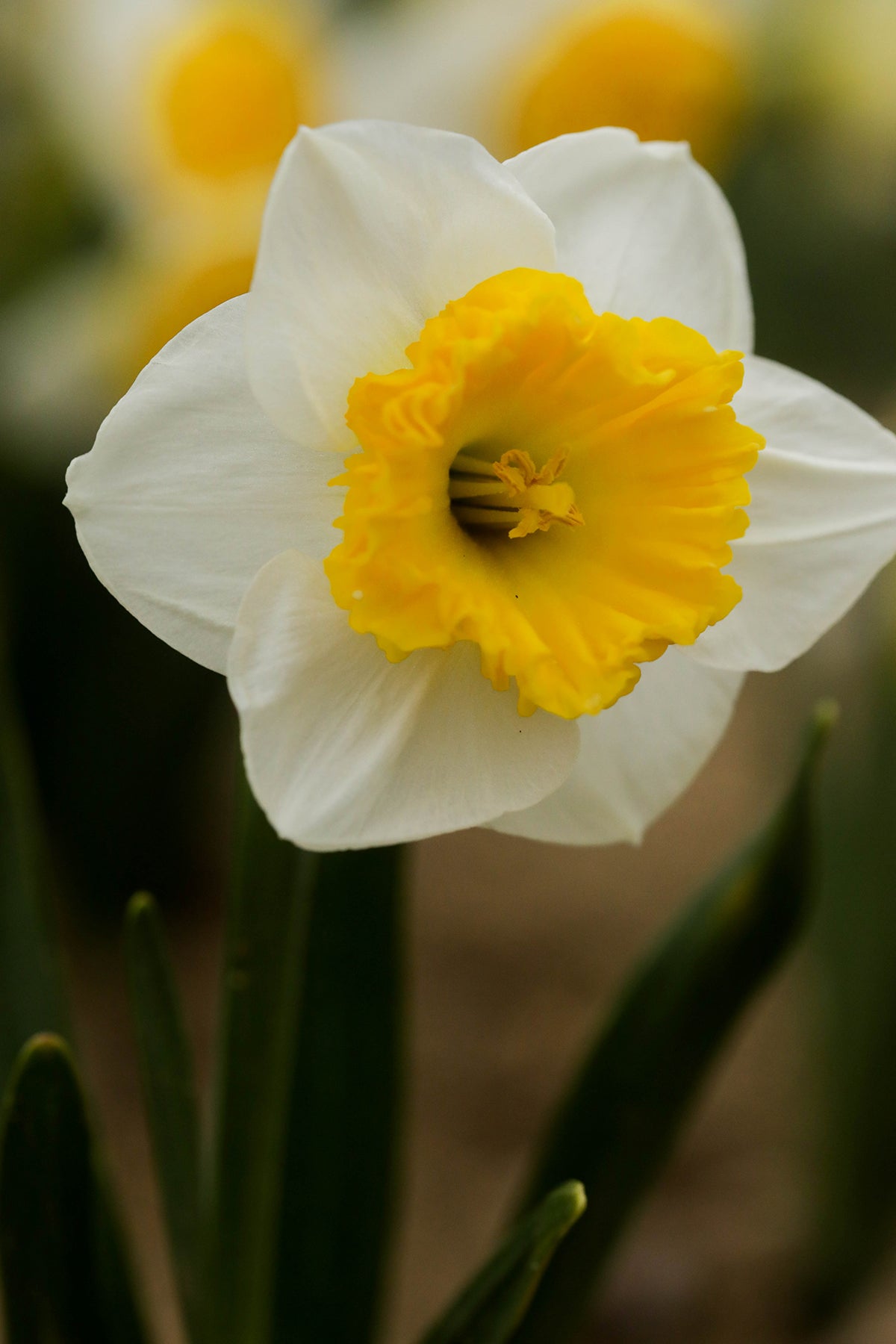 Narcissus Can Can Girl