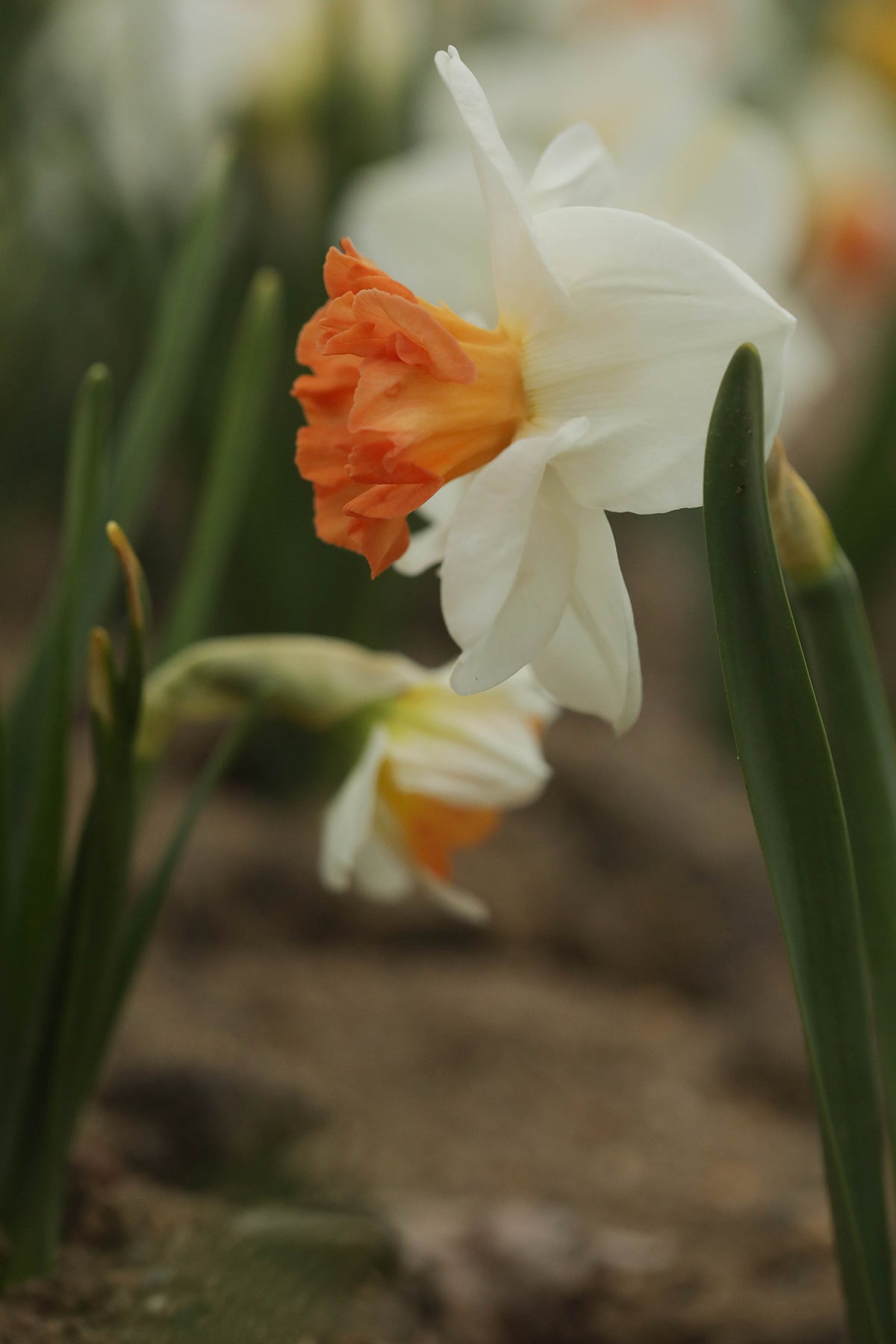 Narcissus Over Easy