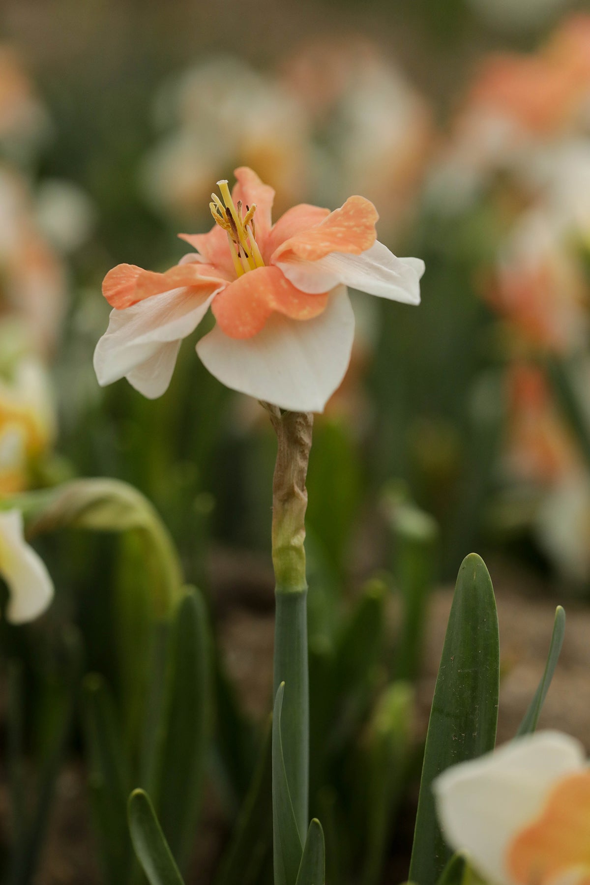 Narcissus Electrus