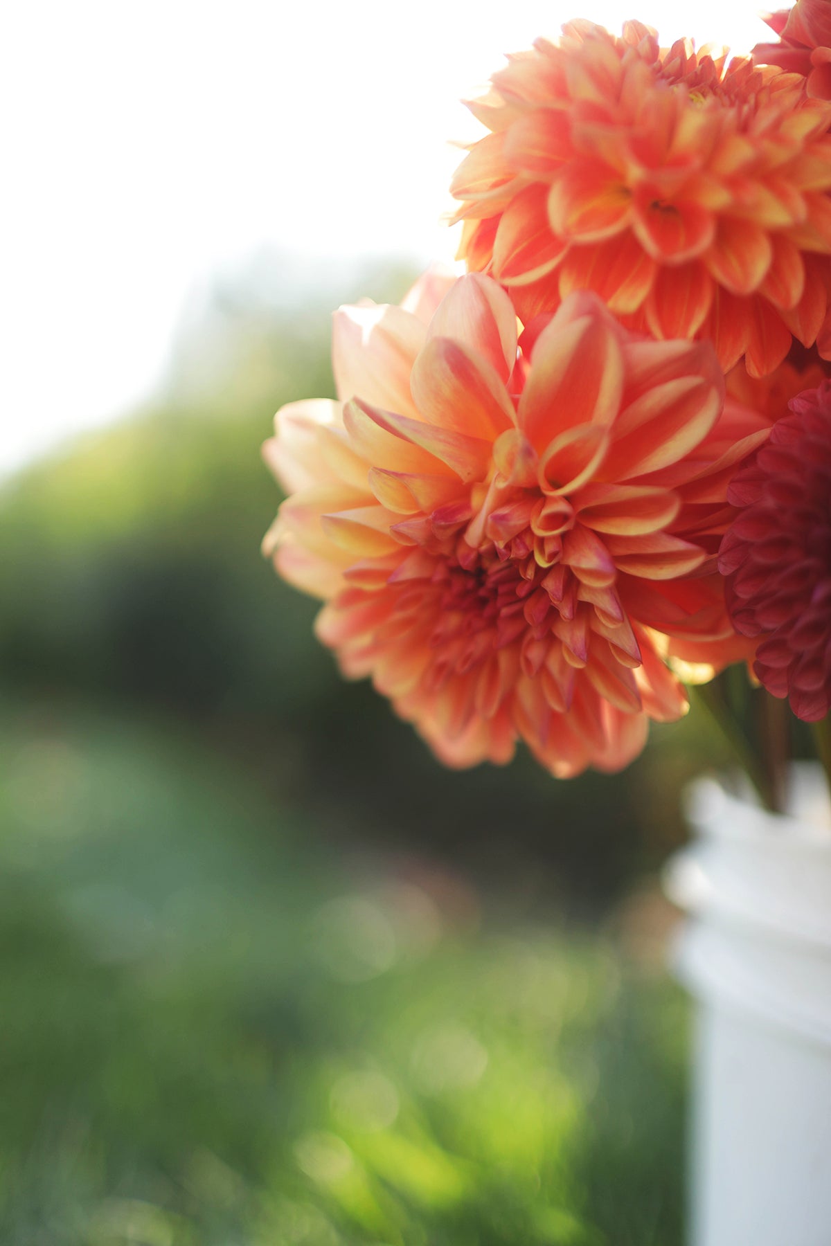 Dahlia Ferncliff Copper Whistling Prairie Flowers Canada Dahlia Tubers
