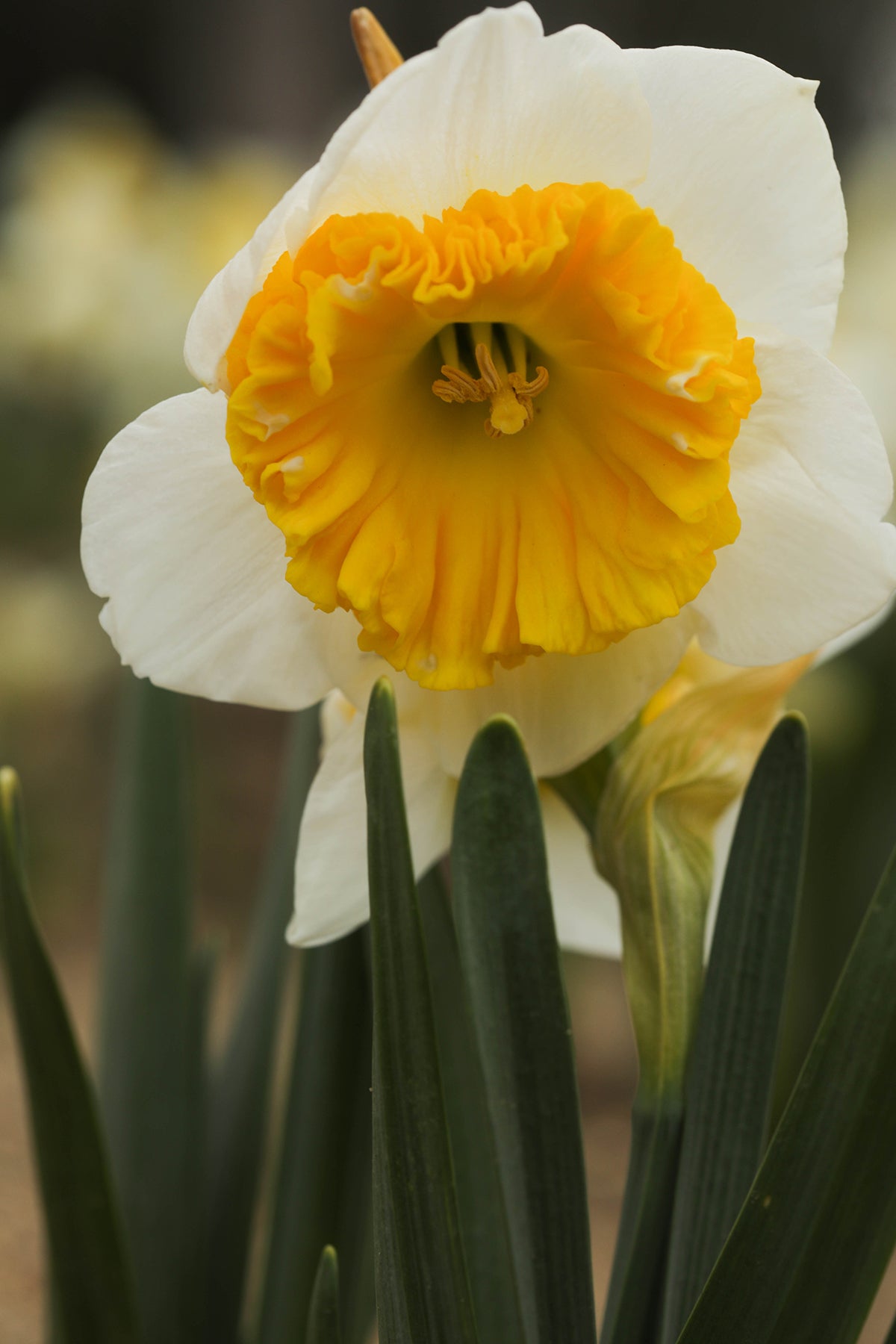 Narcissus Can Can Girl