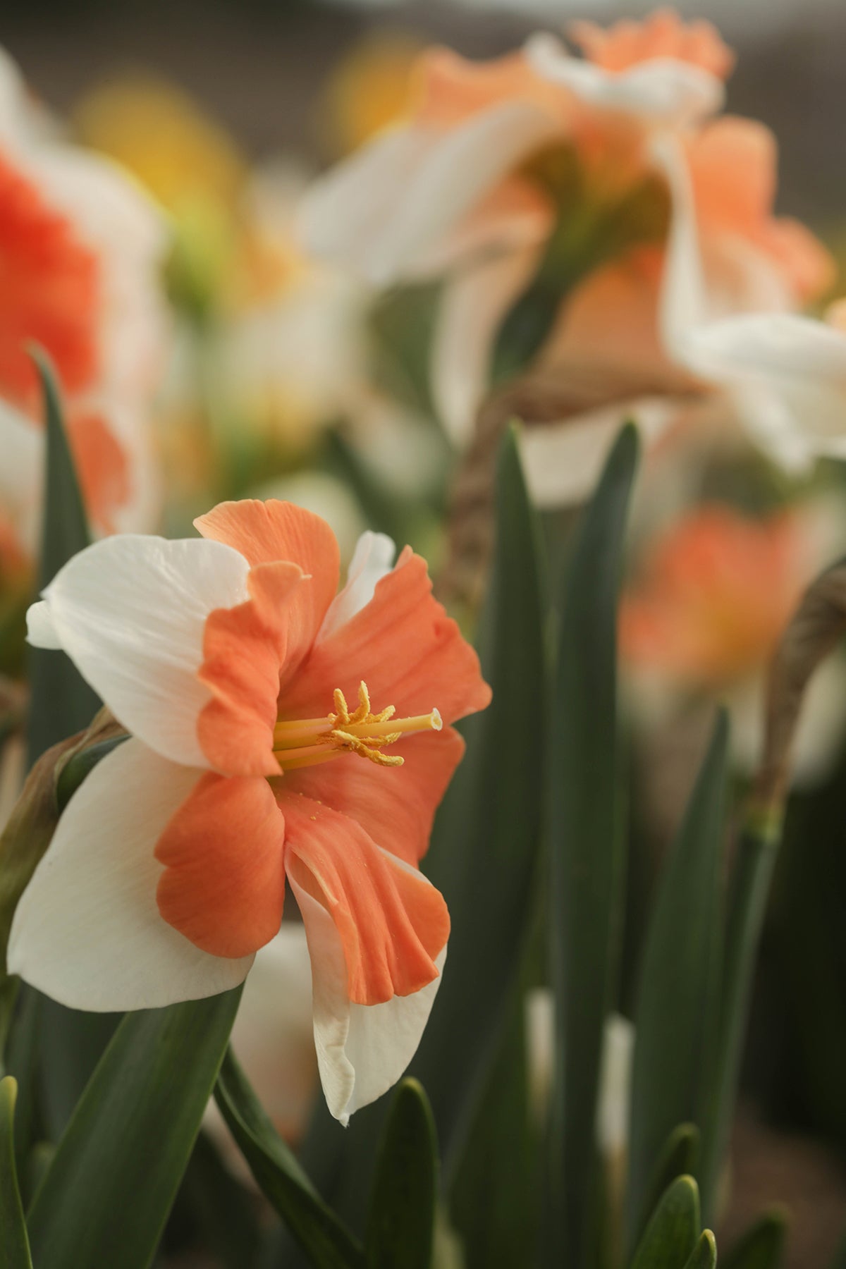 Narcissus Electrus