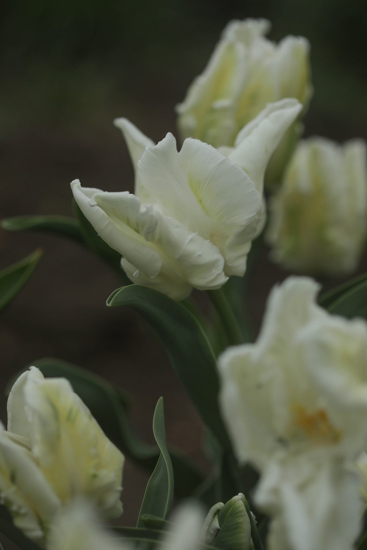 Tulip Super Parrot