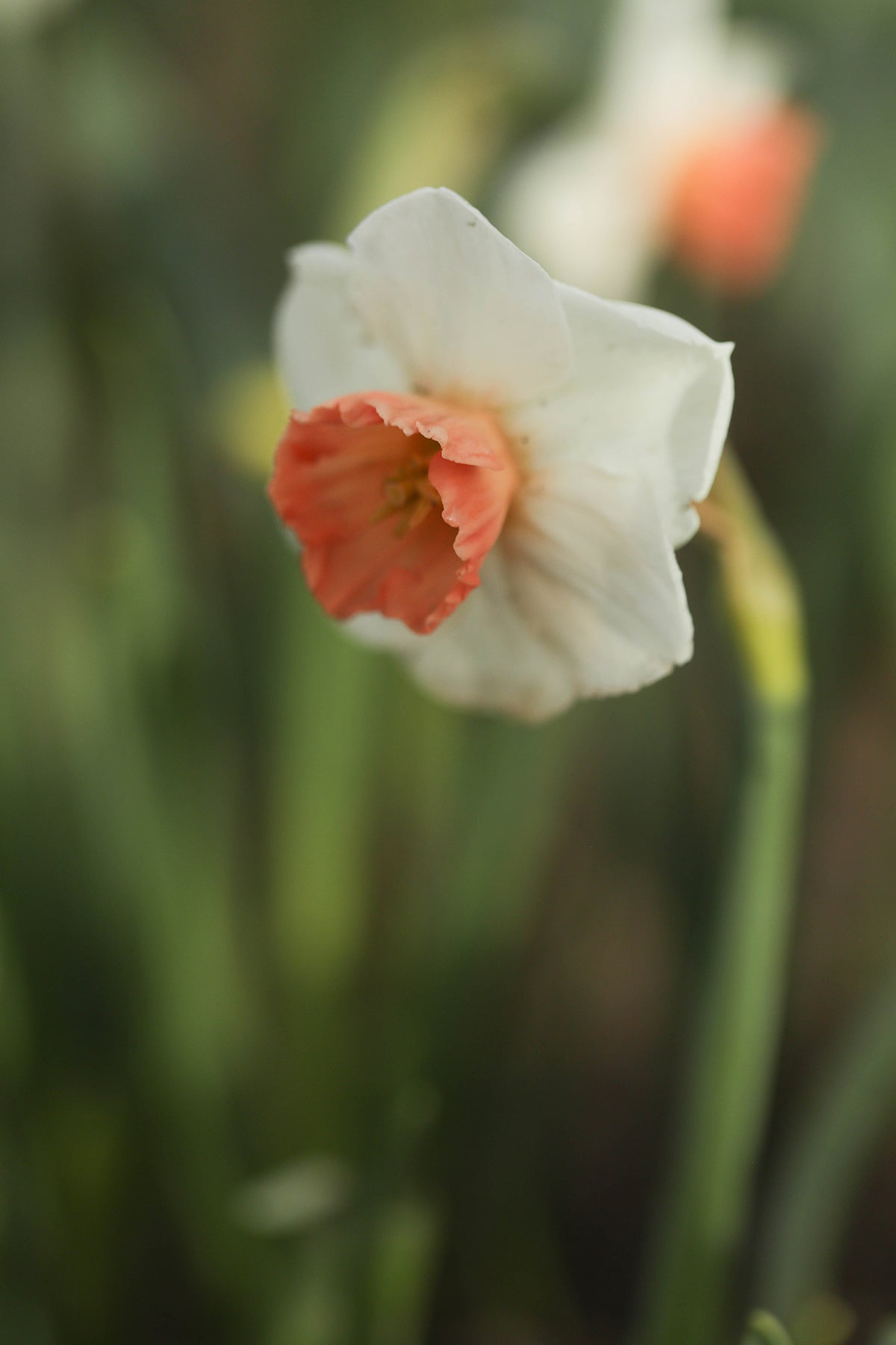 Narcissus Brooke Ager