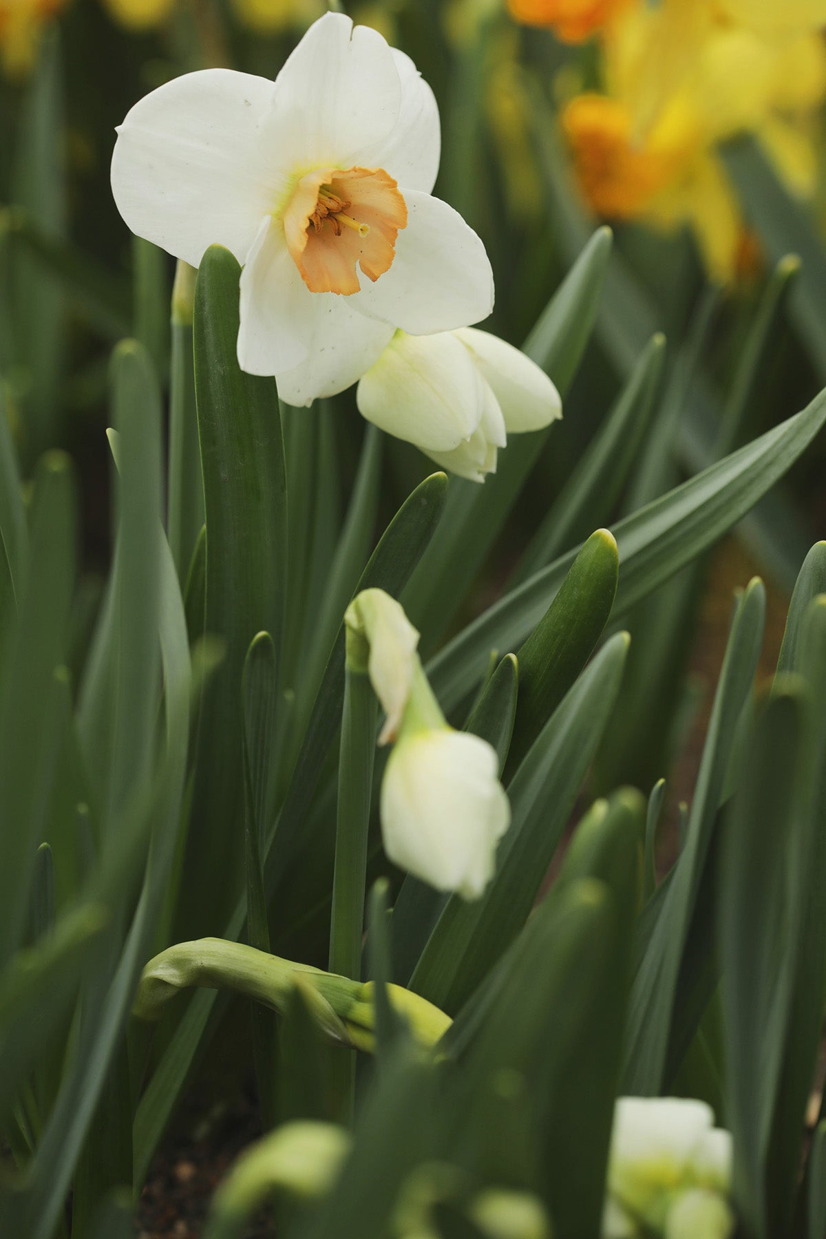 Narcissus Sophie Girl