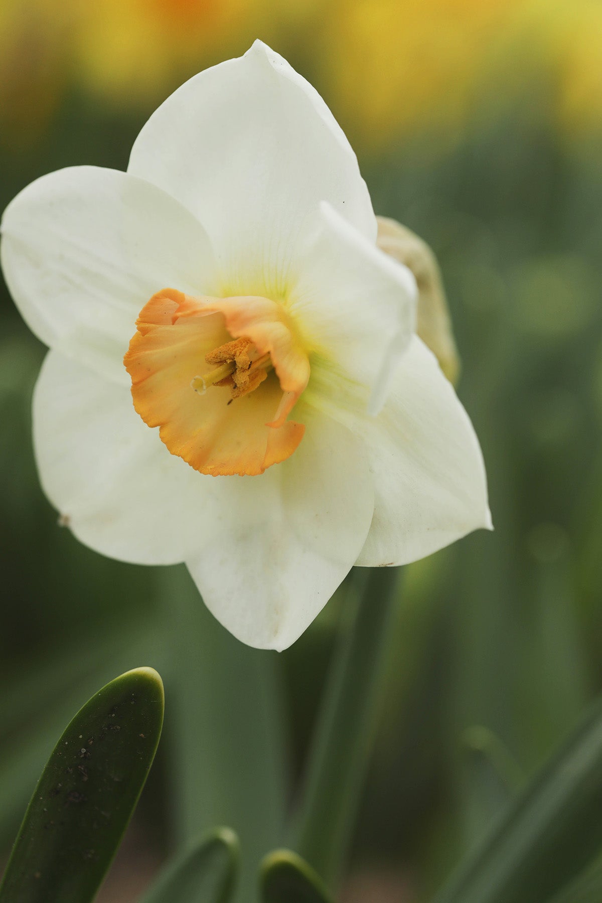 Narcissus Sophie Girl