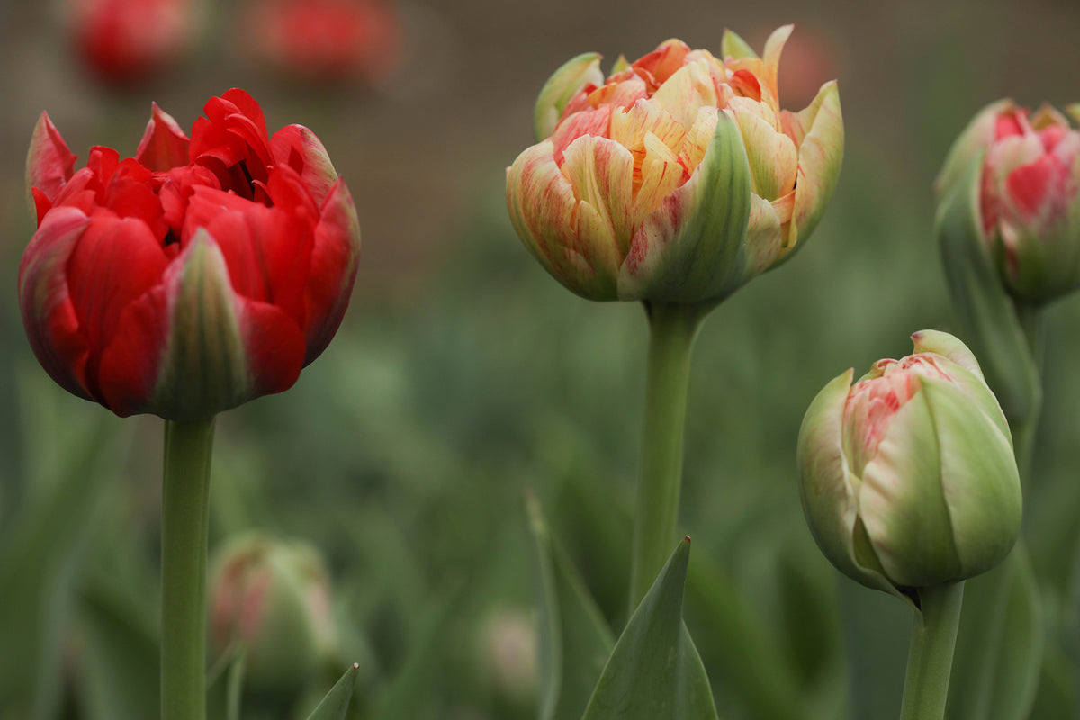Tulip Gudoshnik Double