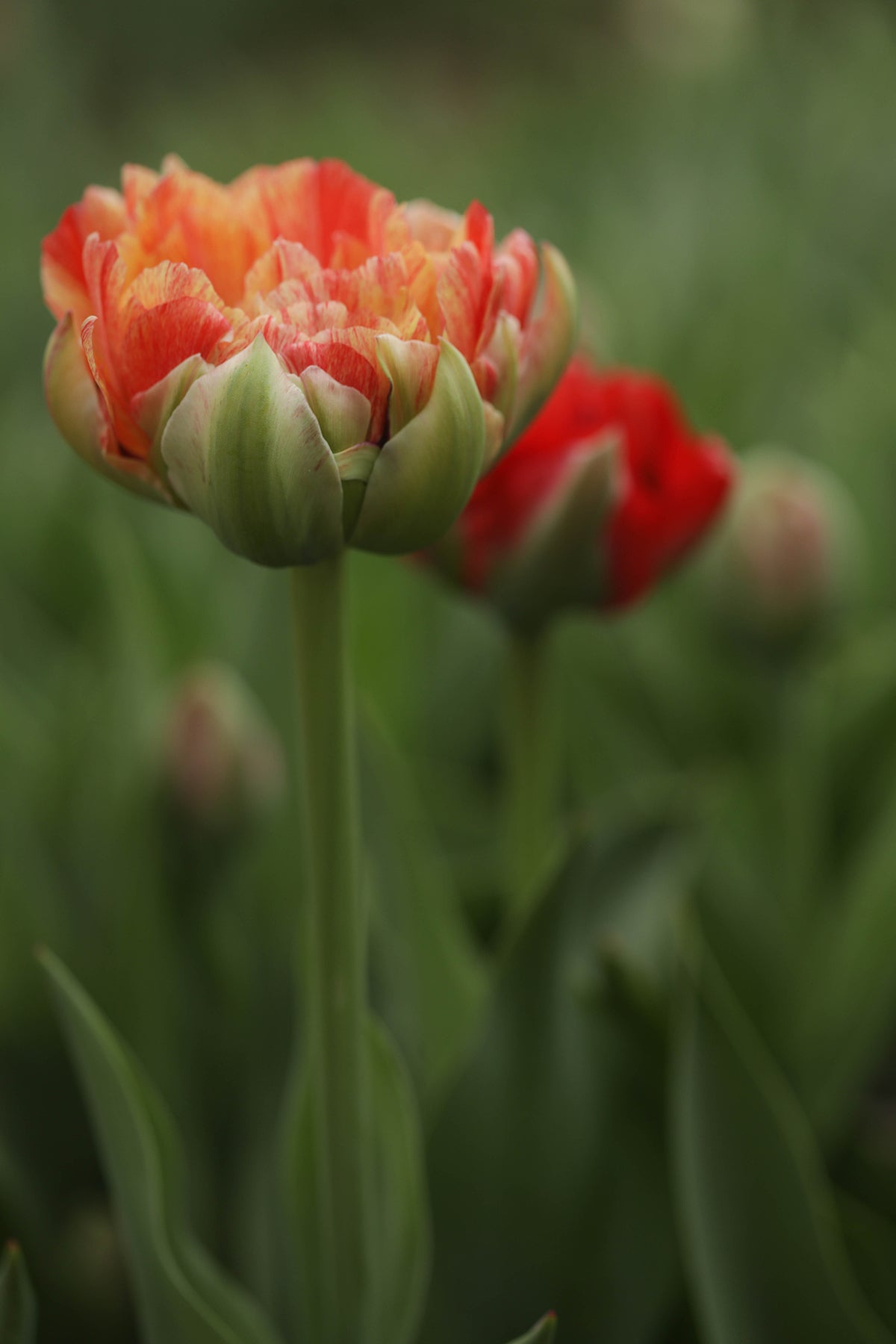 Tulip Gudoshnik Double