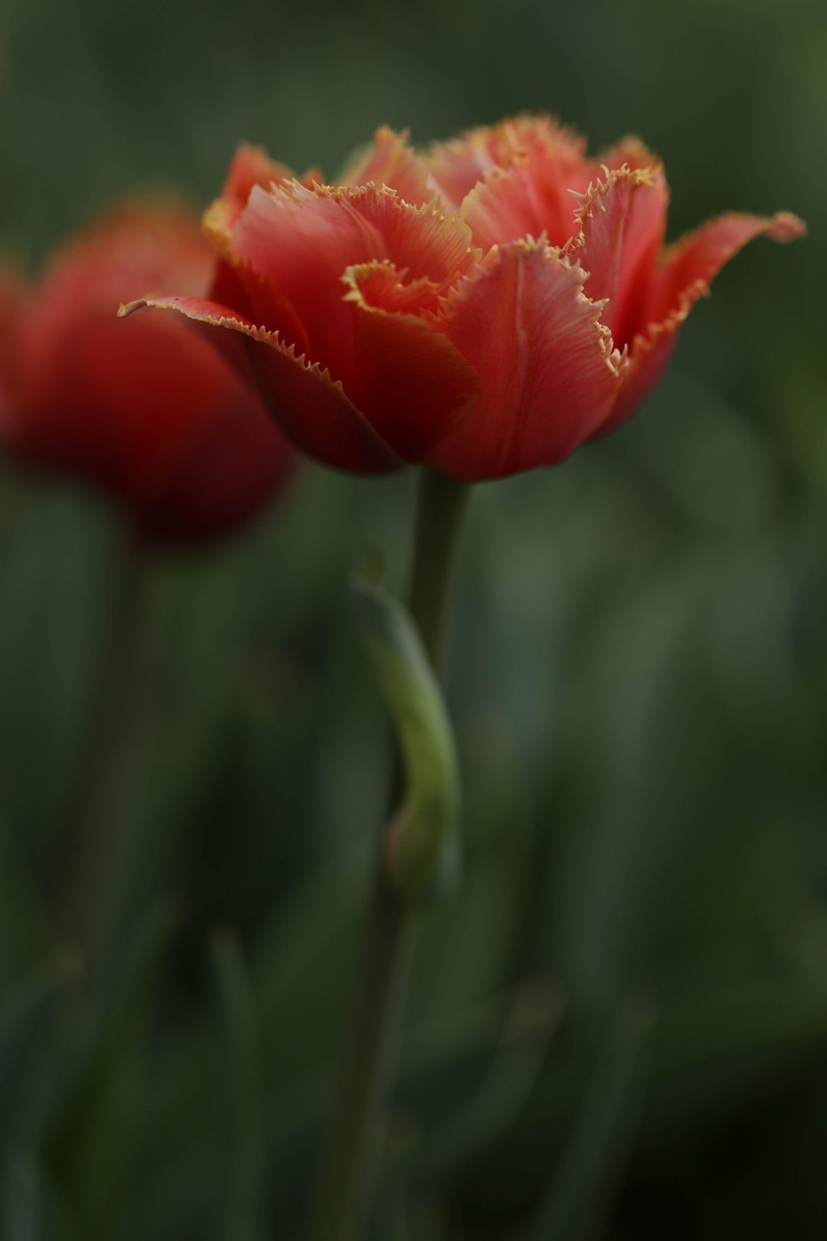 Tulip Sensual Touch