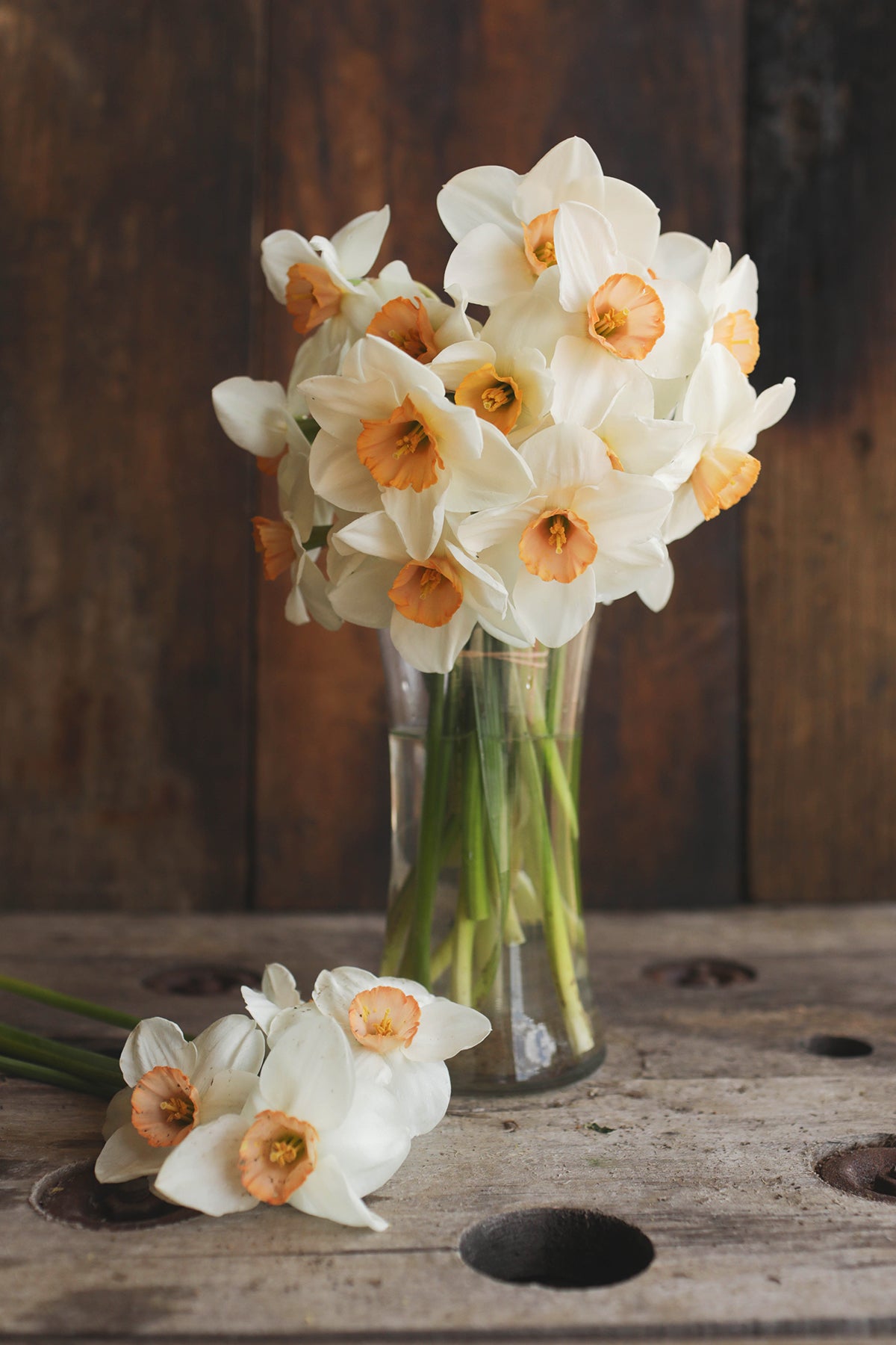 Narcissus Brooke Ager