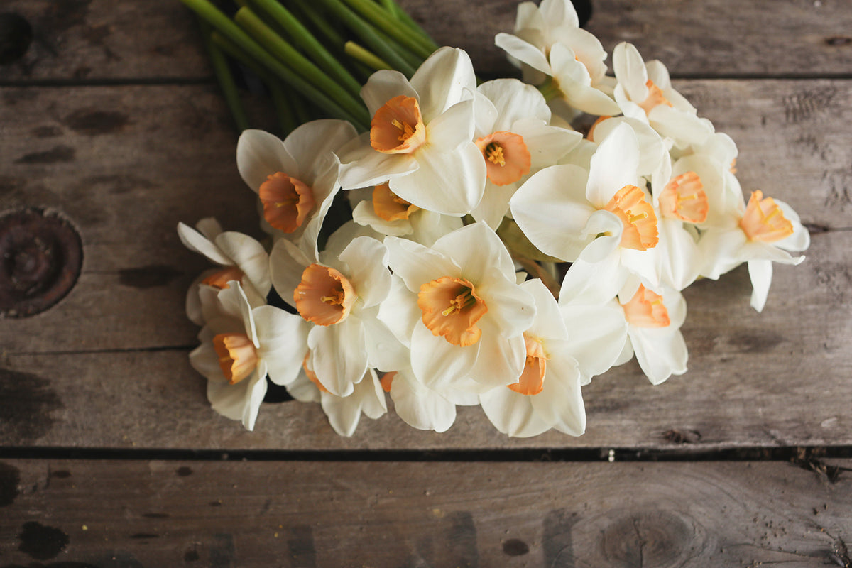 Narcissus Brooke Ager