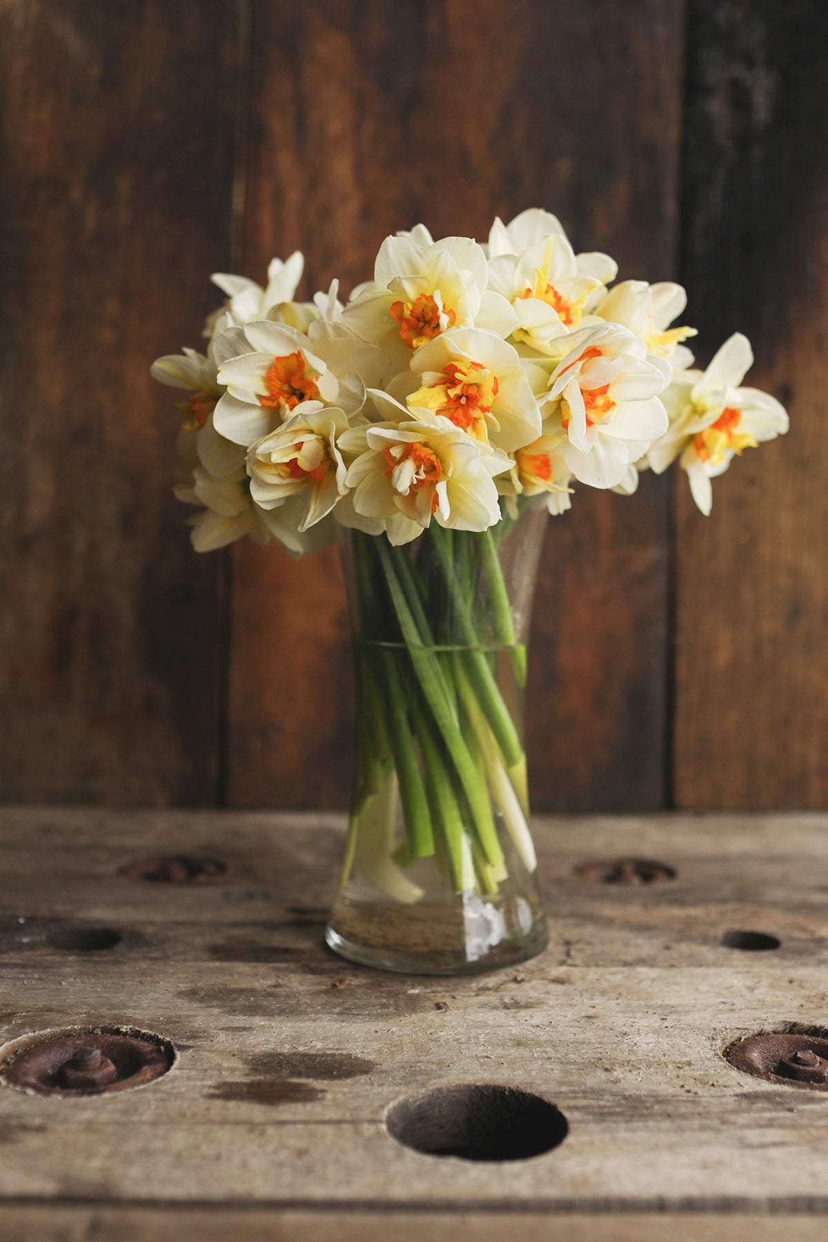 Narcissus Flower Drift