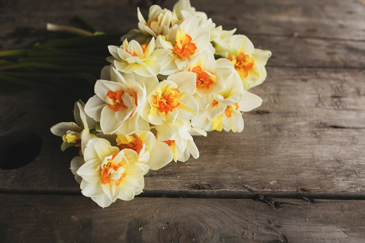 Narcissus Flower Drift