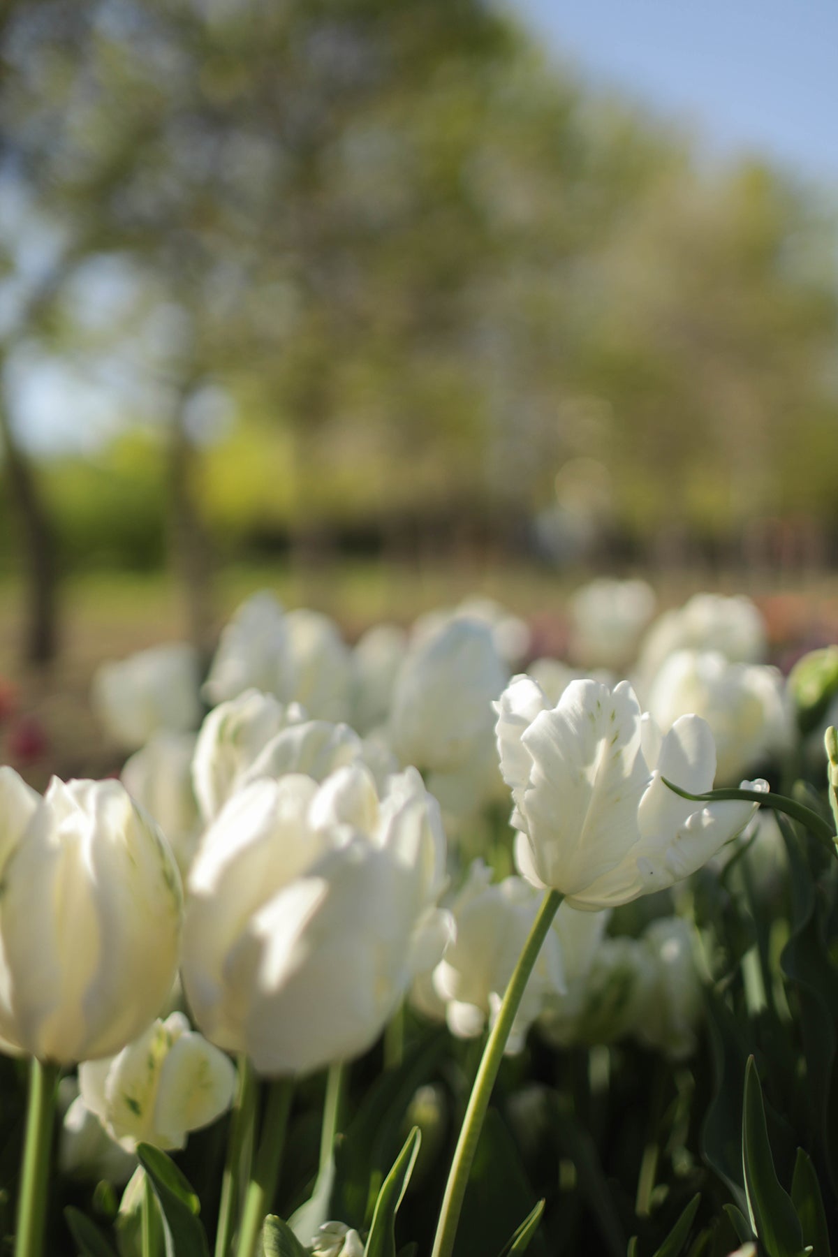 Tulip Super Parrot