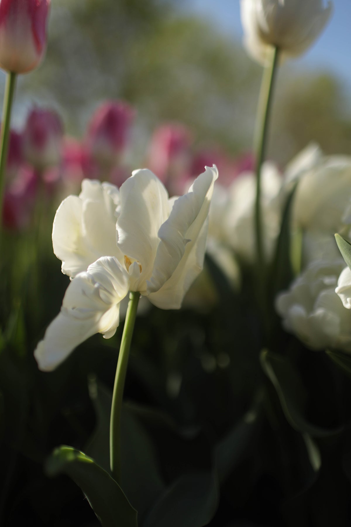 Tulip Super Parrot