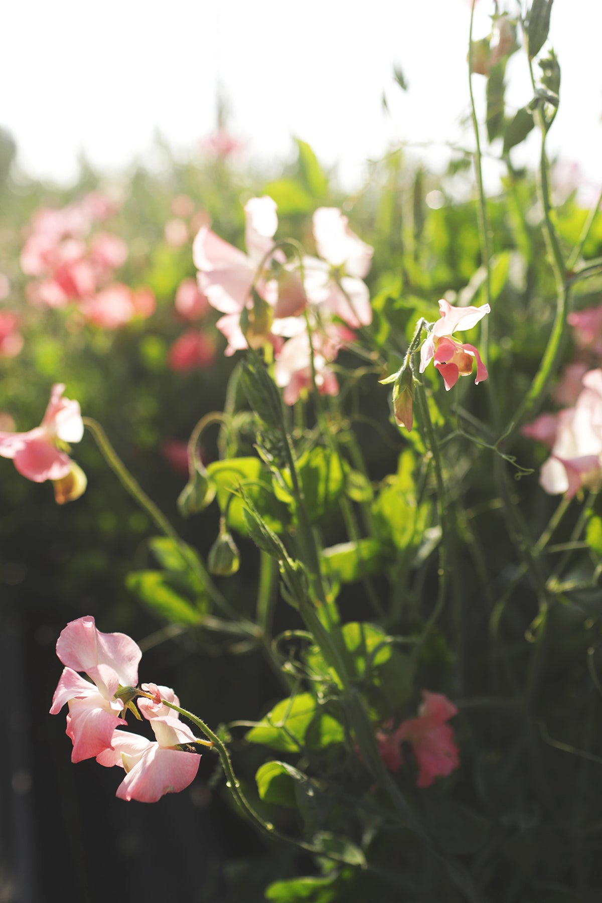 Sweet Pea Marjorie Carrier