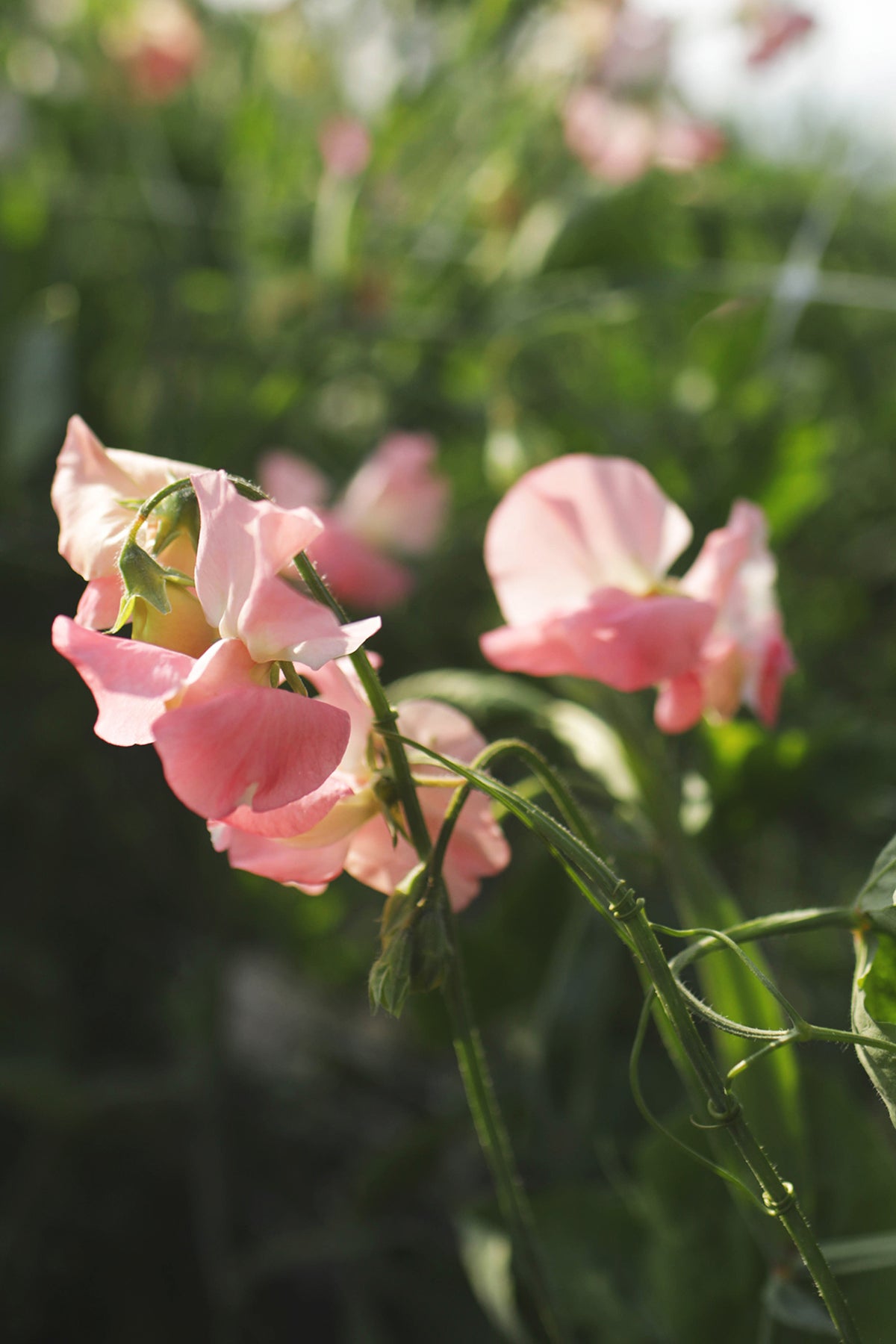 Sweet Pea Marjorie Carrier